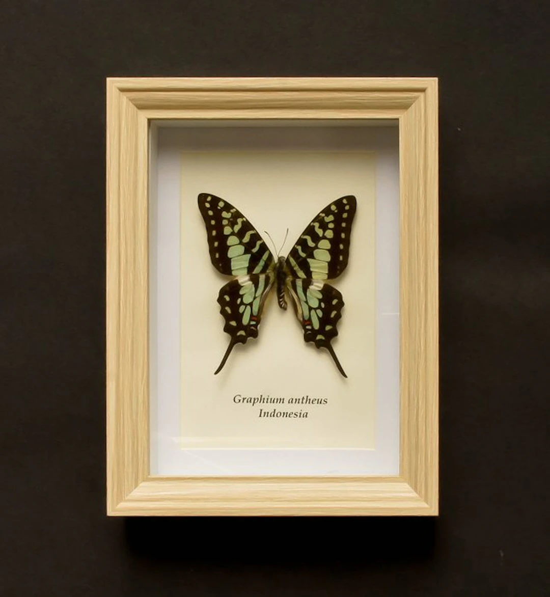Butterfly Taxidermy full body mount - Graphium antheus...