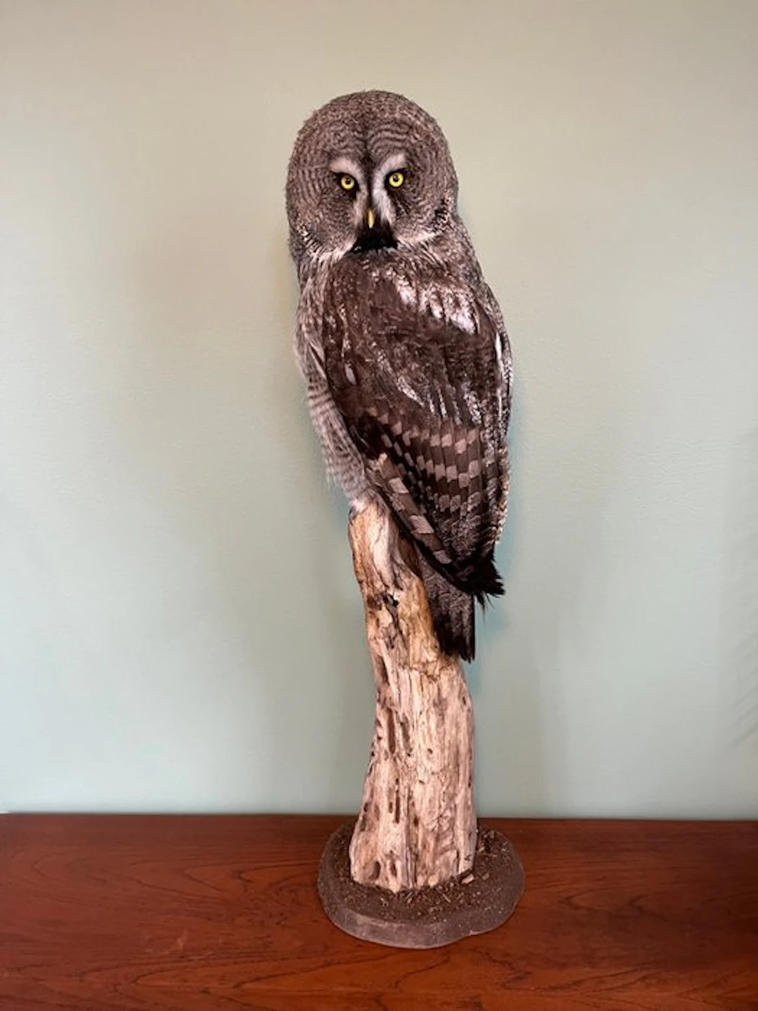 Lapland Owl Taxidermy full body mount - Strix nebulosa...