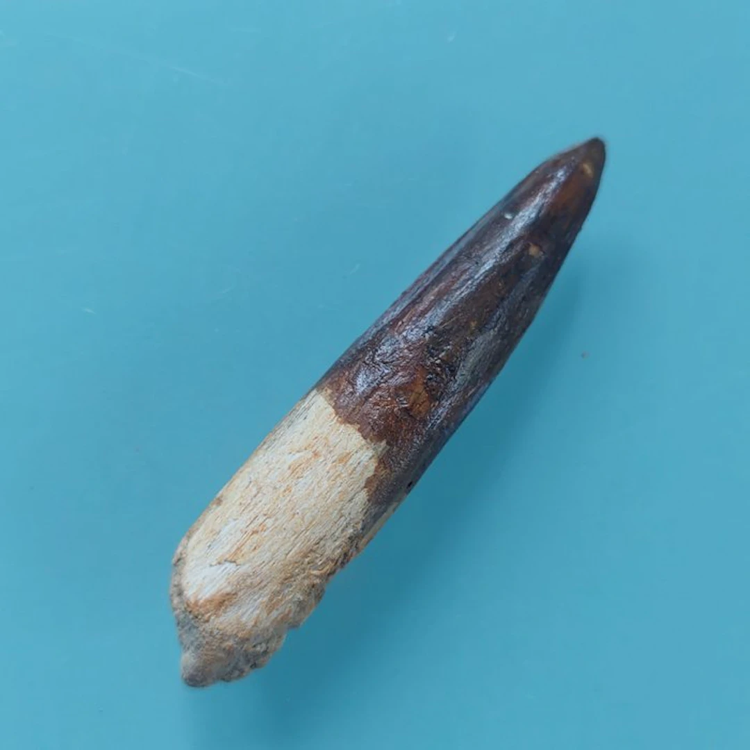 Spinosaur - Fossil tooth - 68 mm - 15 mm (No reserve price)