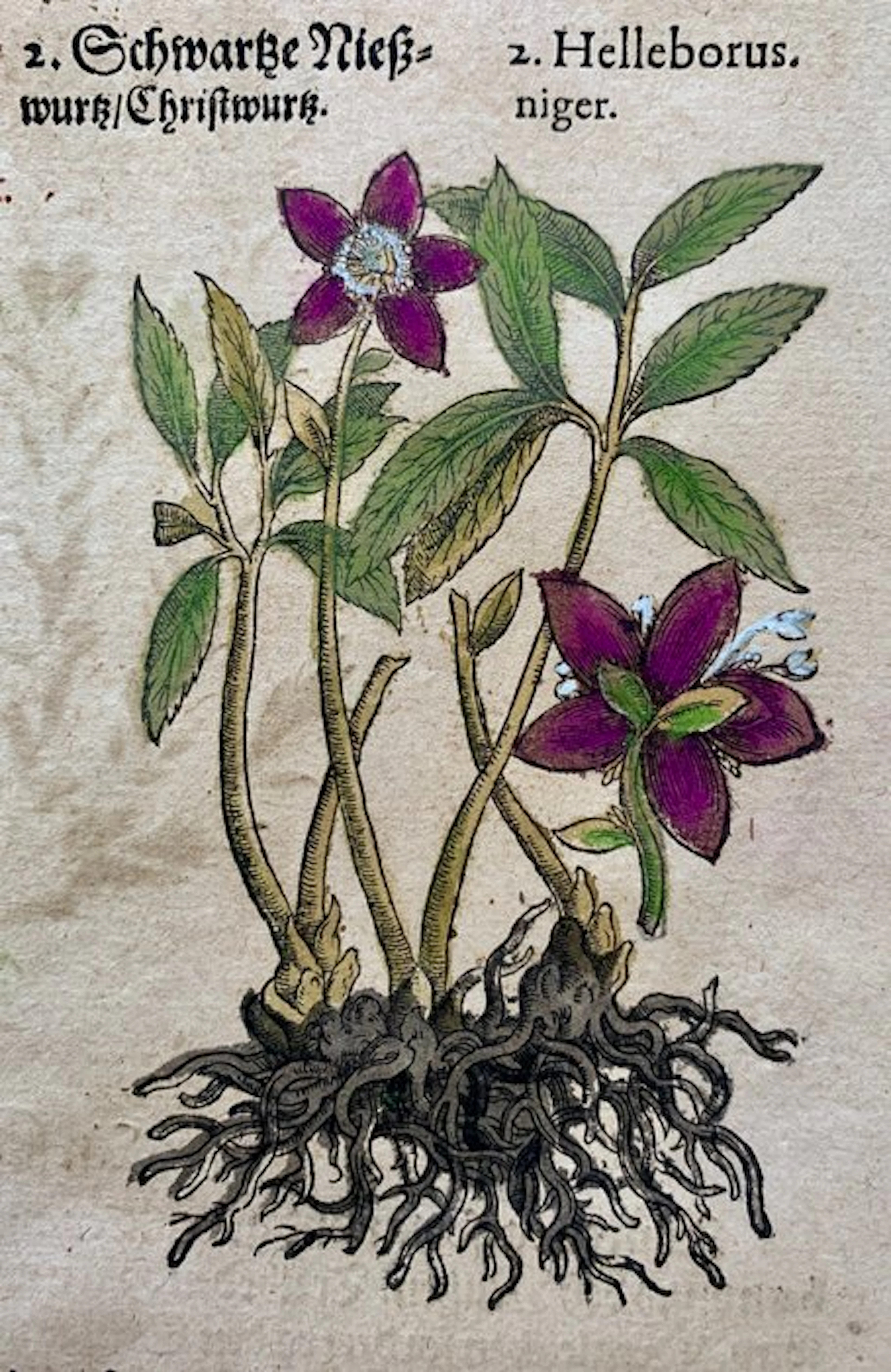 Pietro Andrea Mattioli - Contemporary hand-coloured leaf...