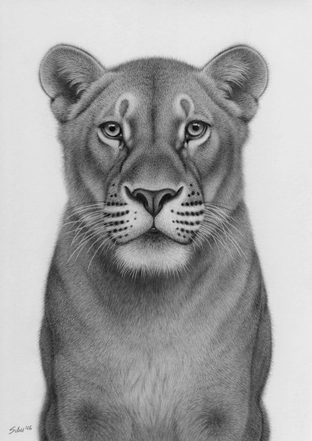 Schu - Lioness
