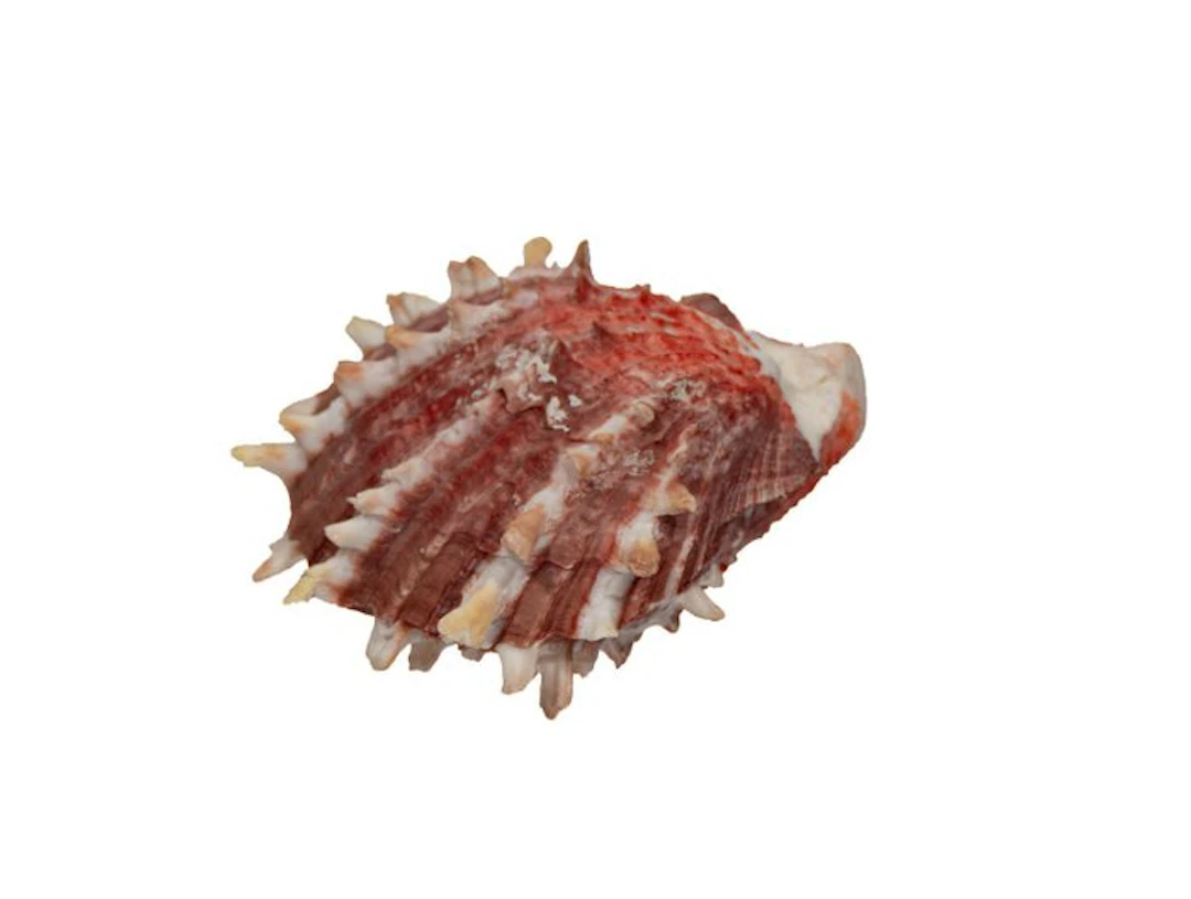 Rarity of the East Pacific: red-and-white thorny oyster...