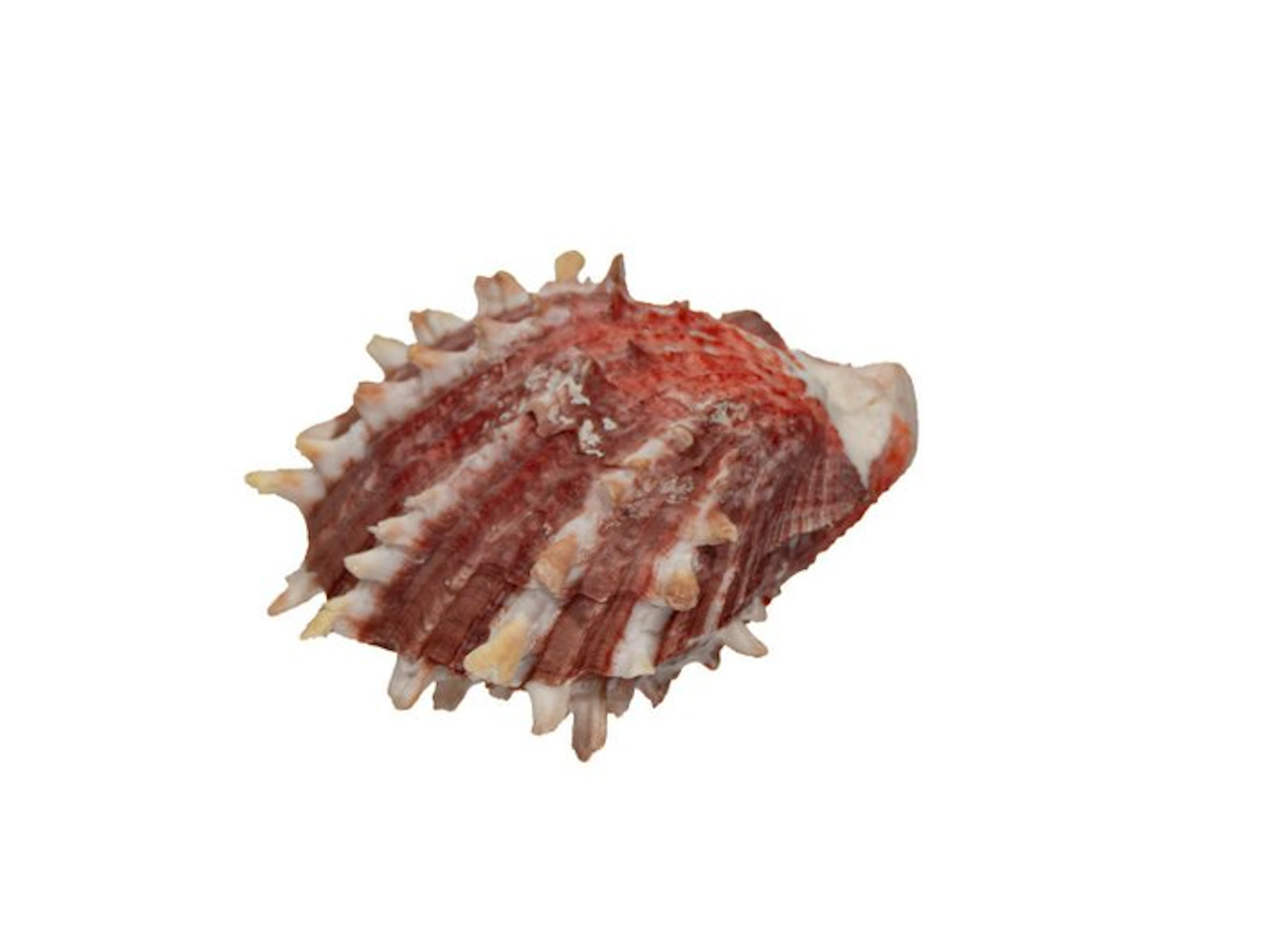 Rarity of the East Pacific: red-and-white thorny oyster...