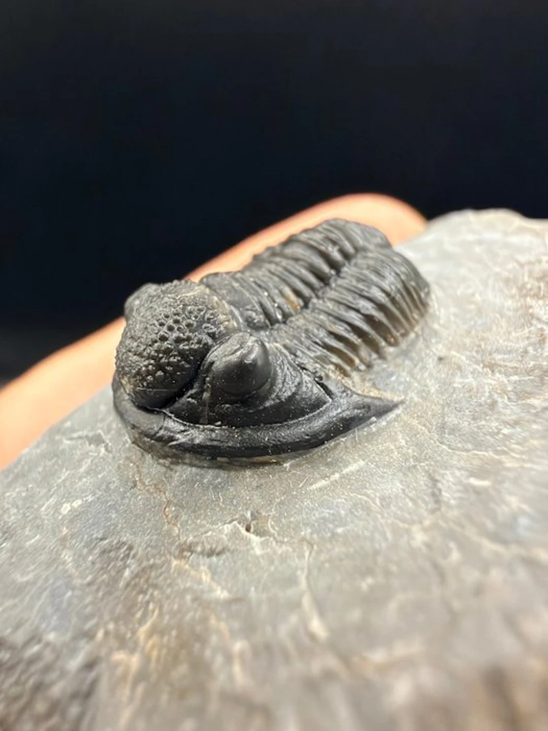 Trilobite - Fossilised animal - Gerastos - 5.2 cm (No reserve price)