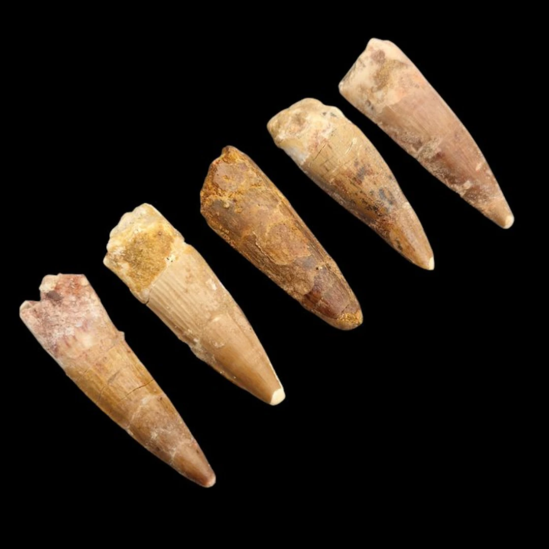 Dinosaur - Fossil teeth - Spinosaurus maroccanus - 48 mm...
