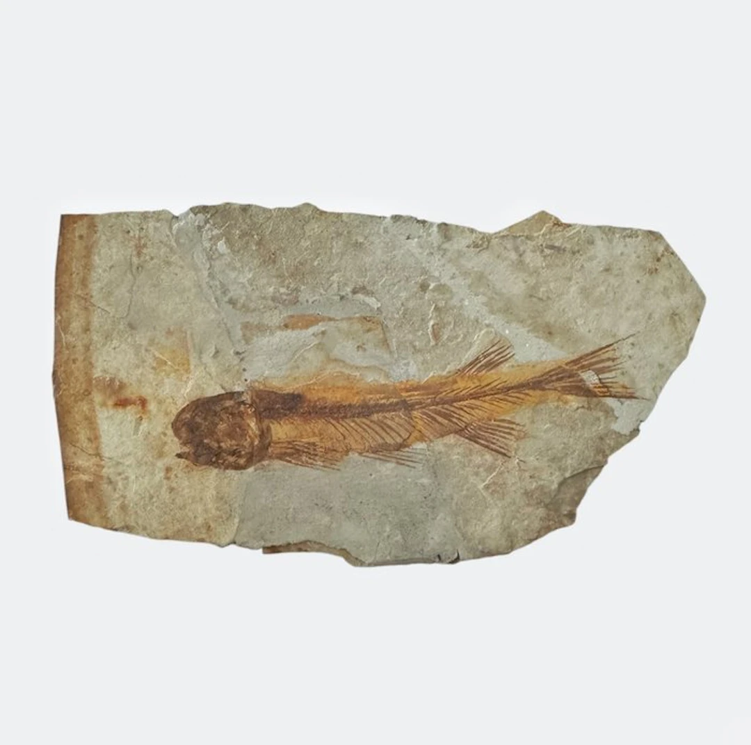 Fish - Fossilised animal - Fossil Fish from China (Lycoptera sp.) – Cretaceous