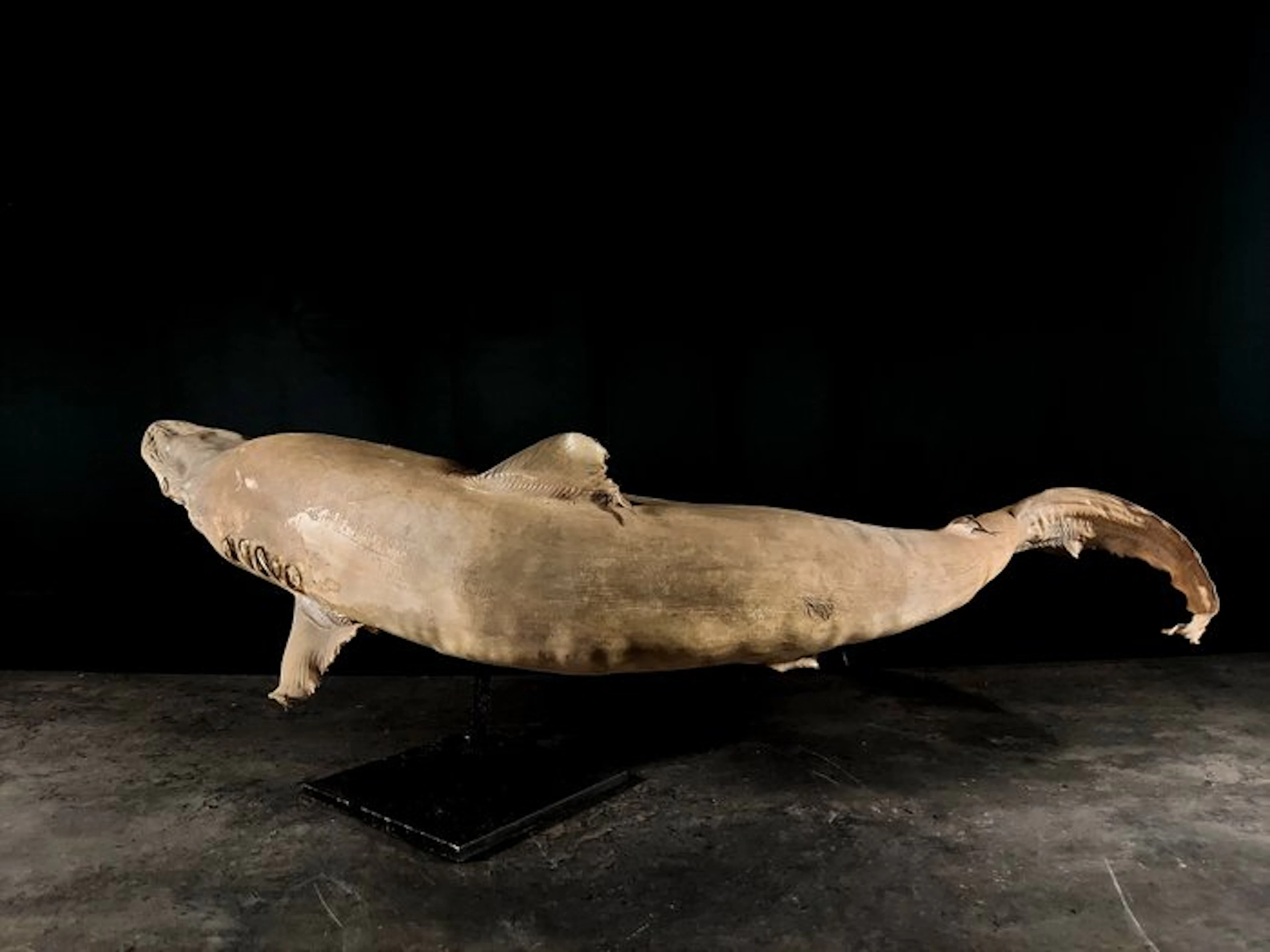 gray shark Taxidermy full body mount - Carcharhinus...