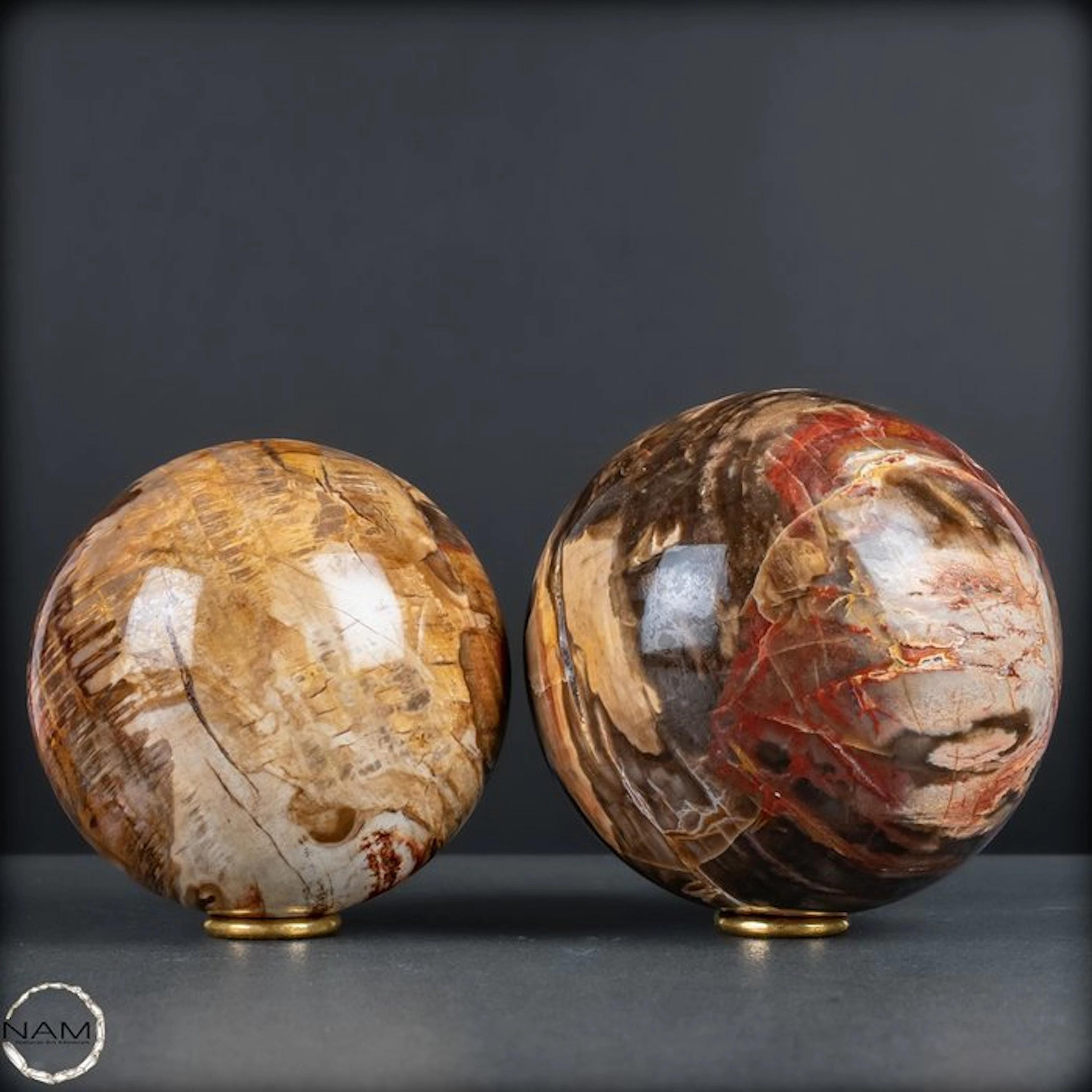 Fascinating duo made of petrified wood – Millions of...