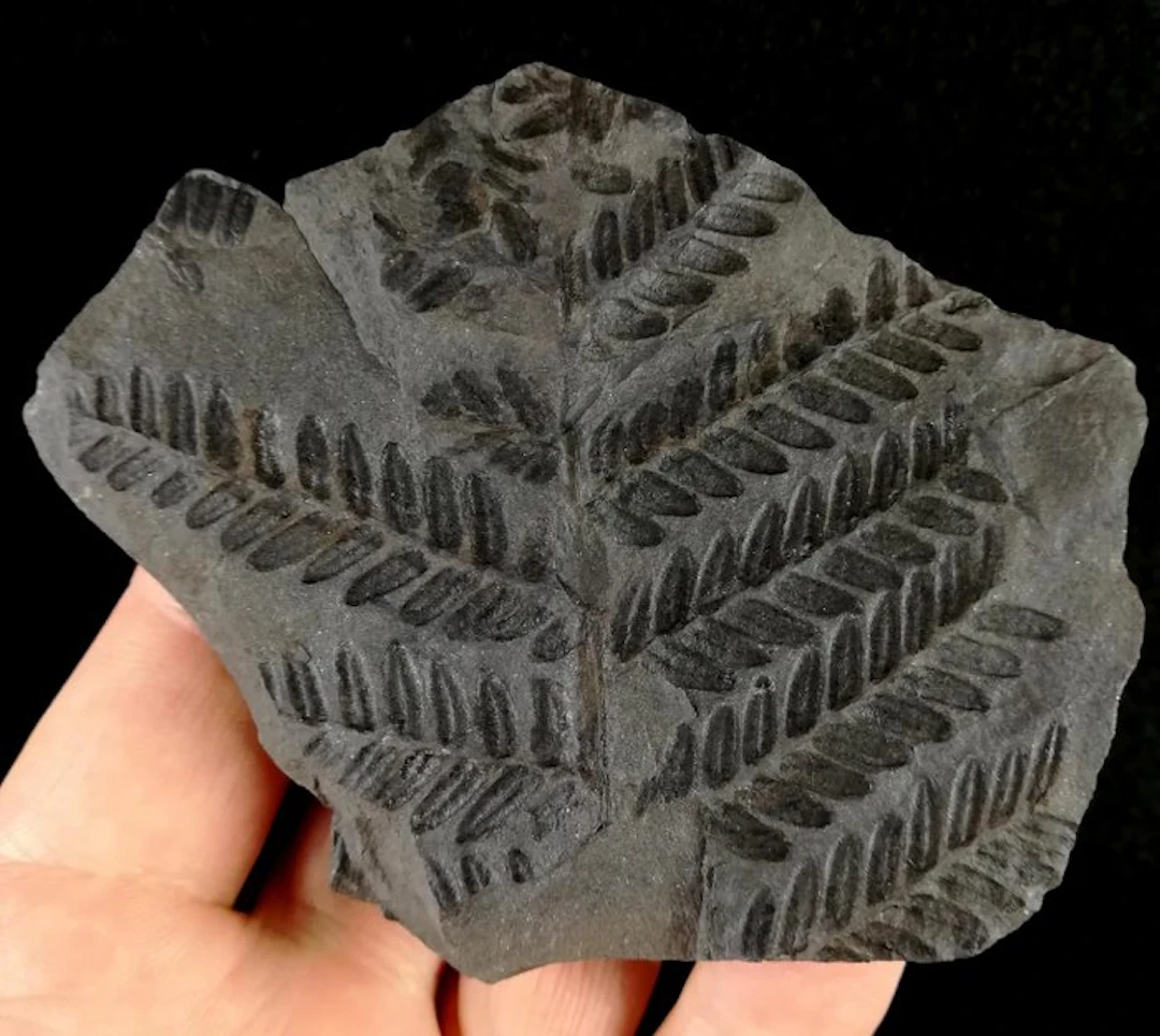 Fossil plant with exceptional preservation!! - Fossil...