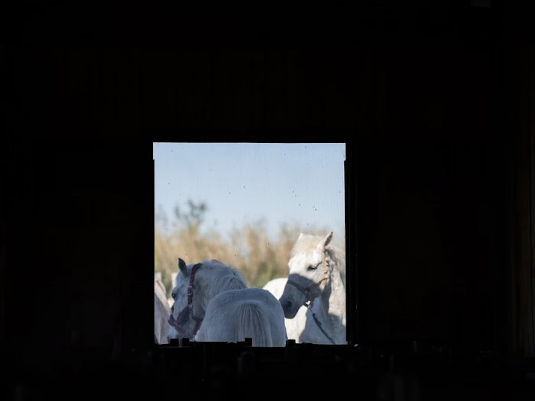 Fabio Accorrà - A window to the wild