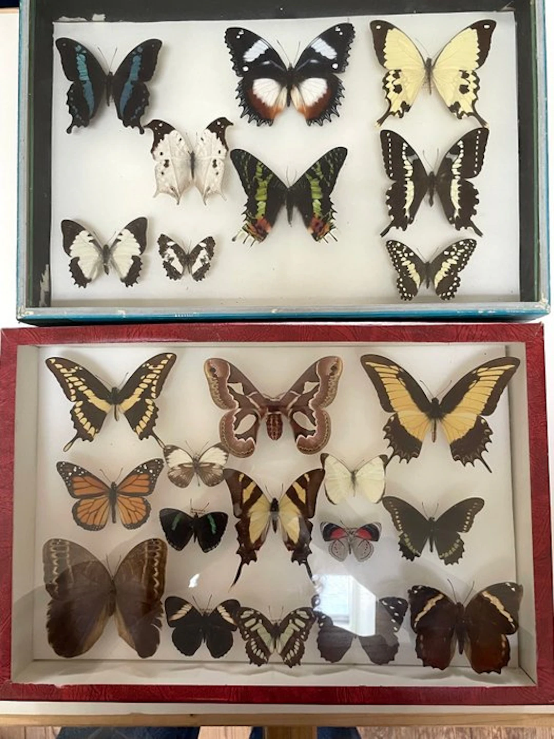 Butterflies Madagascar and South America - Colombia...