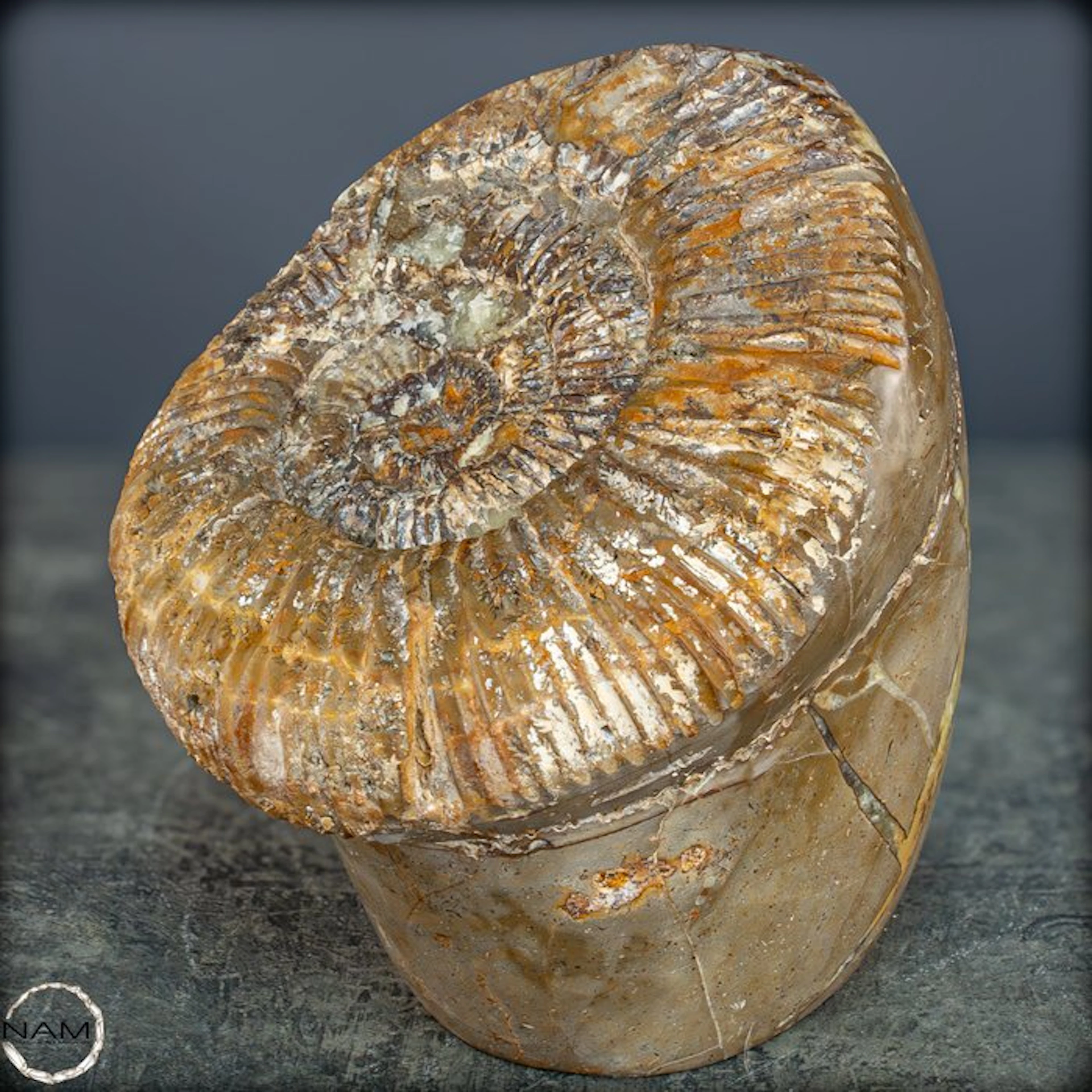 Ammonite A witness to the ancient seas – ammonite in...