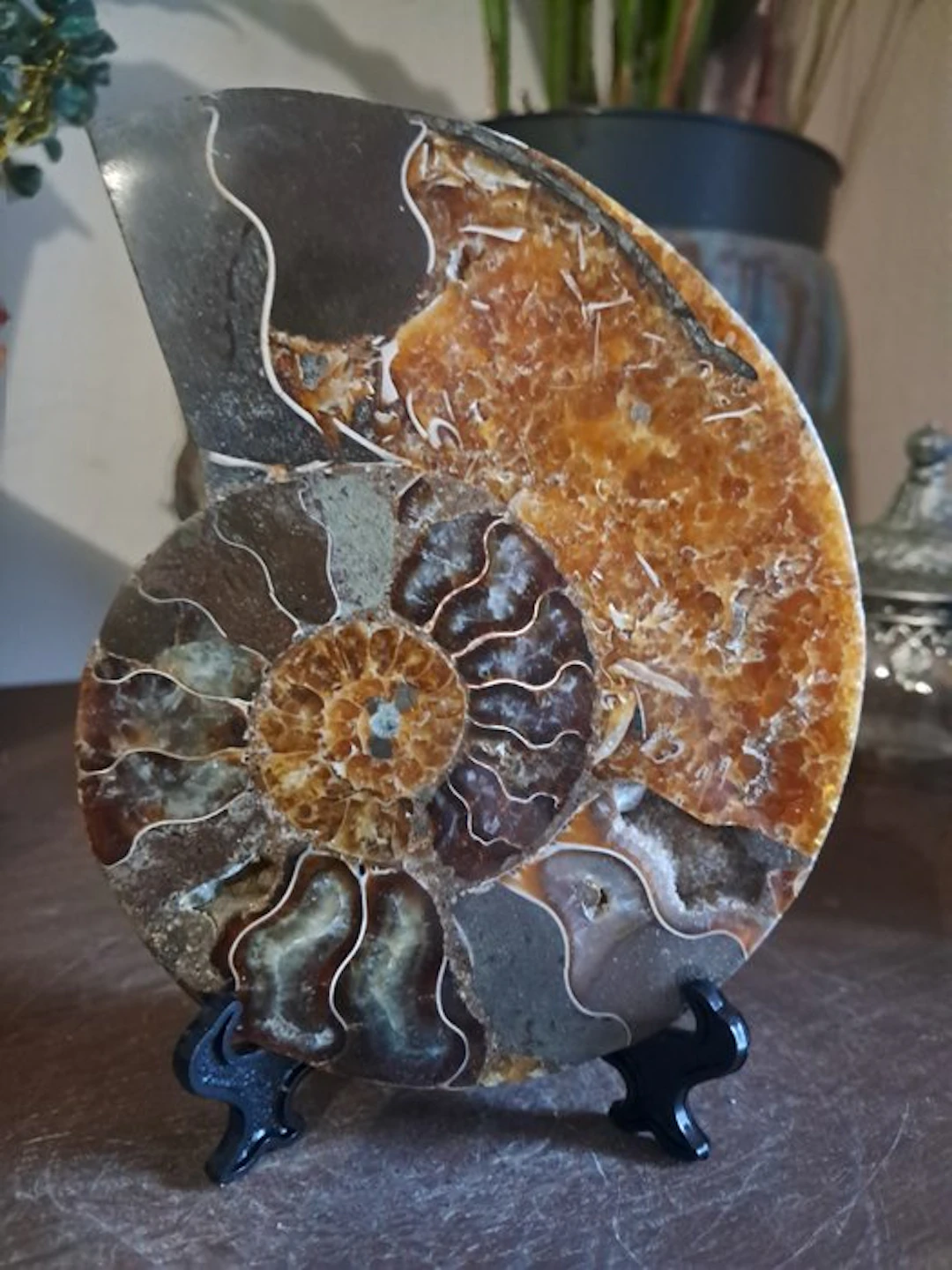 Ammonite - Fossilised animal - cleoniceras - 12.9 cm - 9.6 cm (No