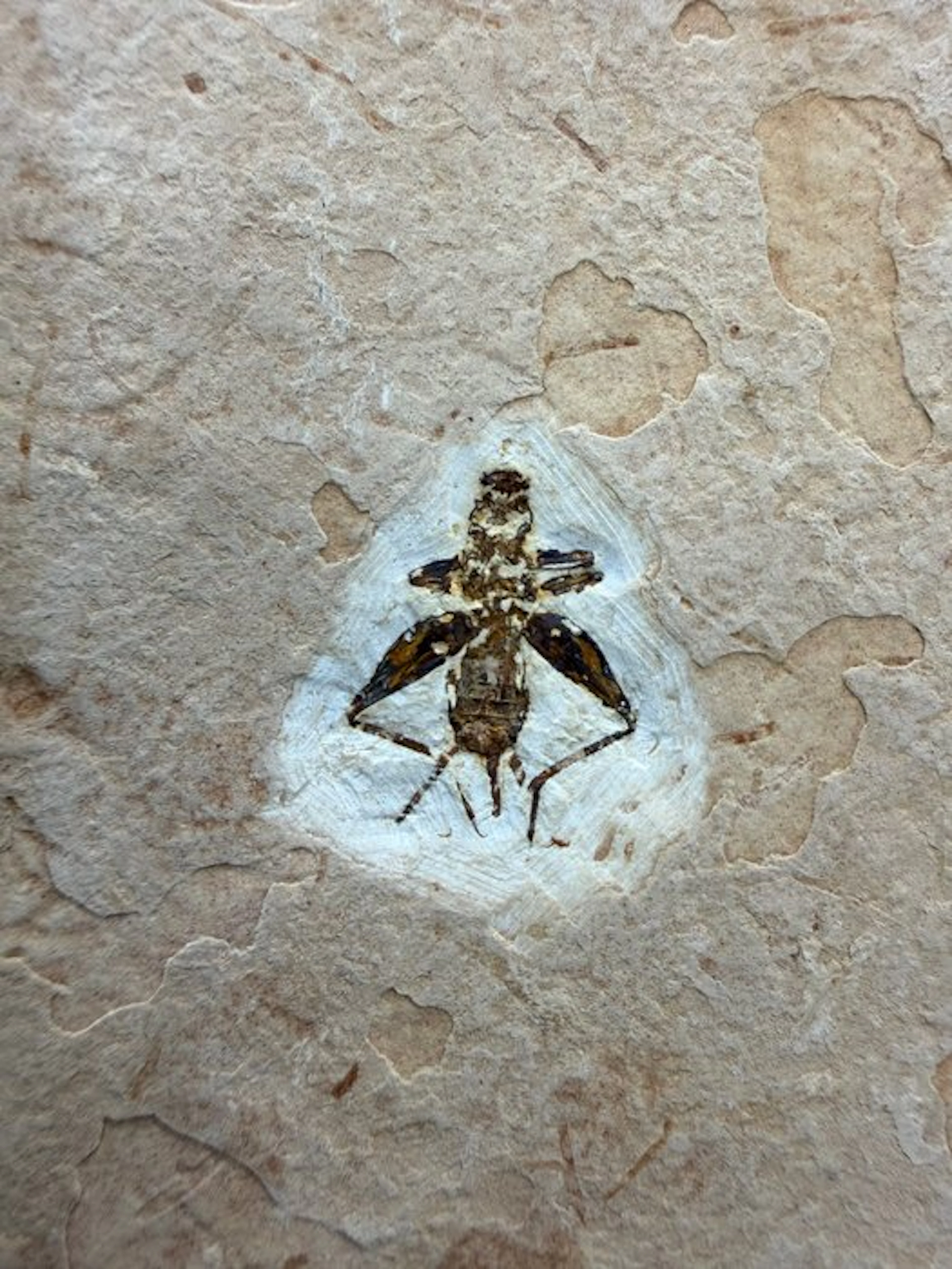 Insect - Fossil fragment - Ortoptera (Grashoppers