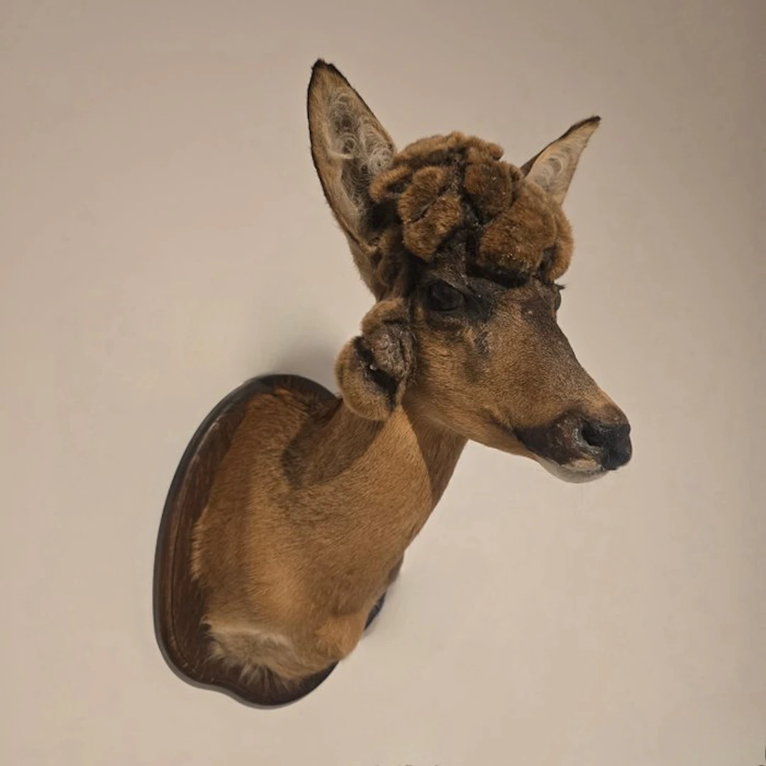 Reegeit Taxidermy shoulder mount - Capreolus capreolus...