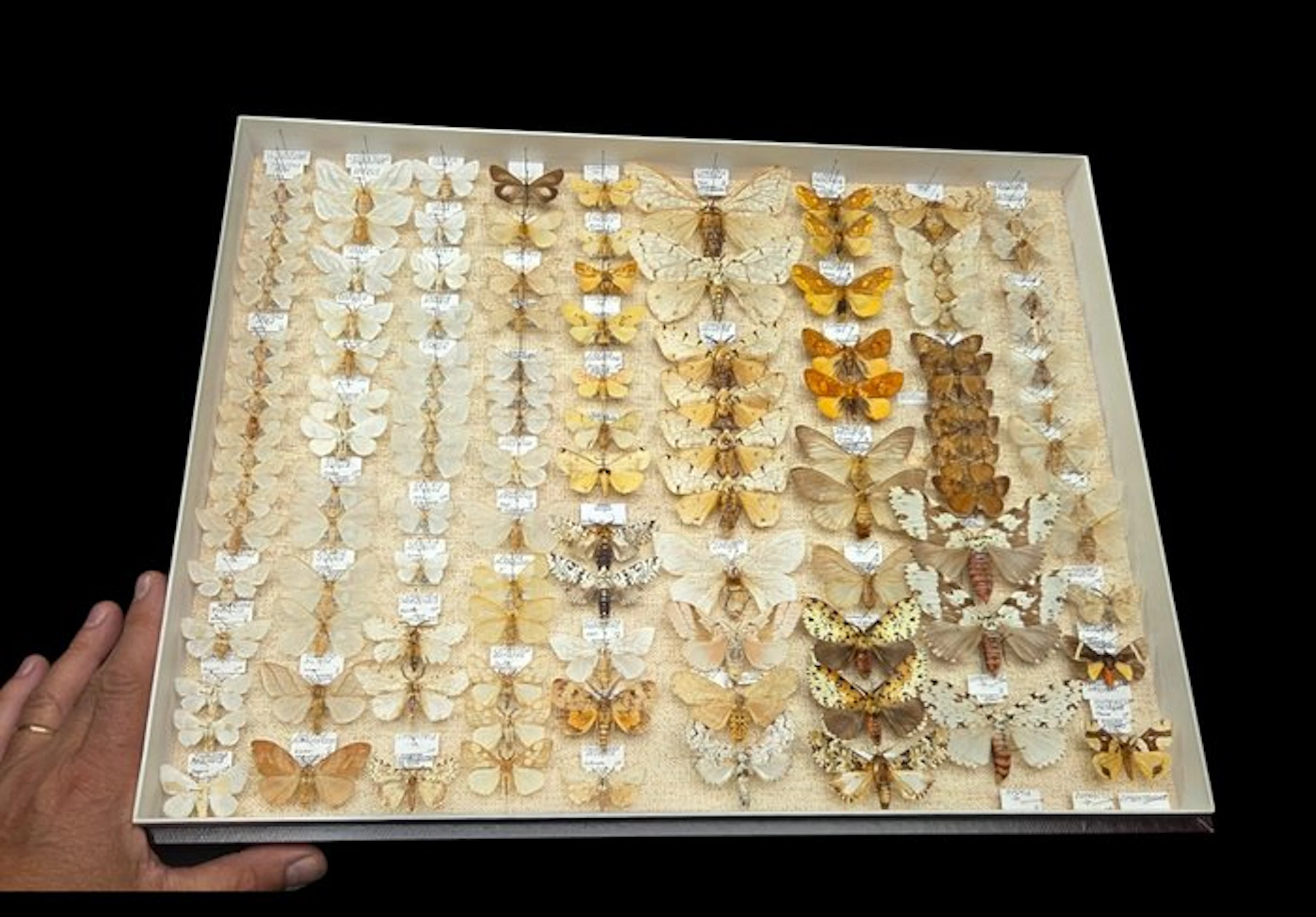 Lymantridae -Népal and other-the collection's butterfly...