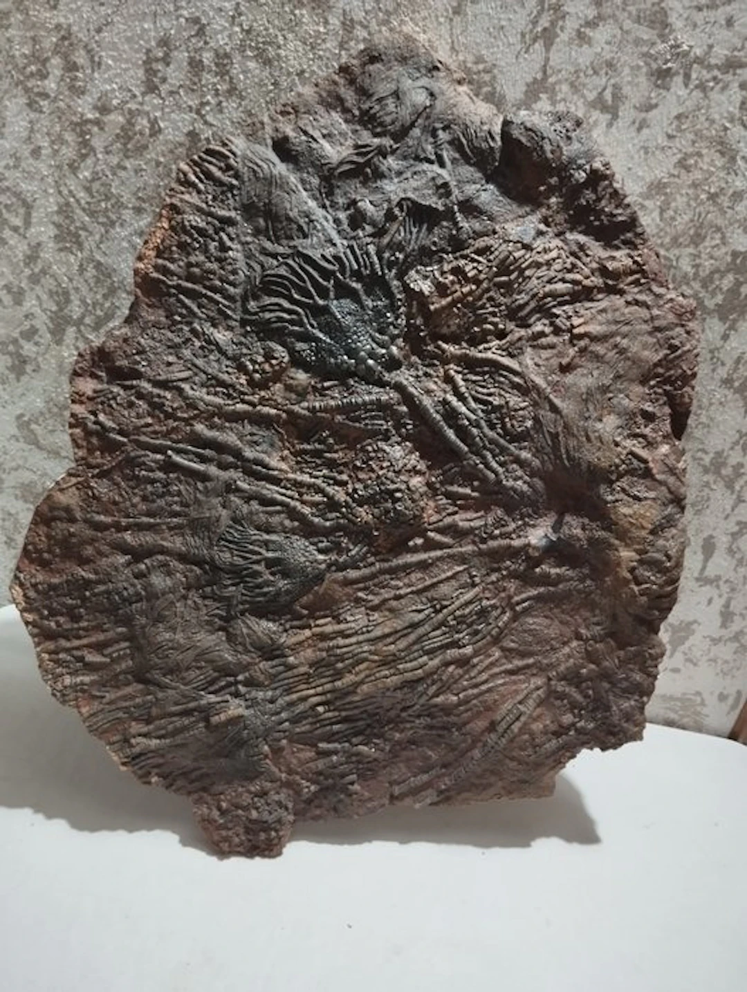 Crinoid - Fossilised animal - Scyphocrinites elegans - 63.5 cm - 50 cm
