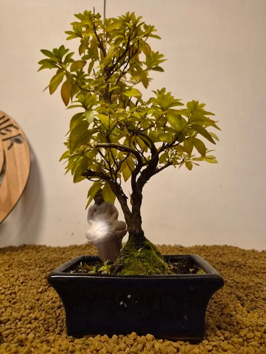 Azalea bonsai (Rhododendron) - Height (Tree): 35 cm...