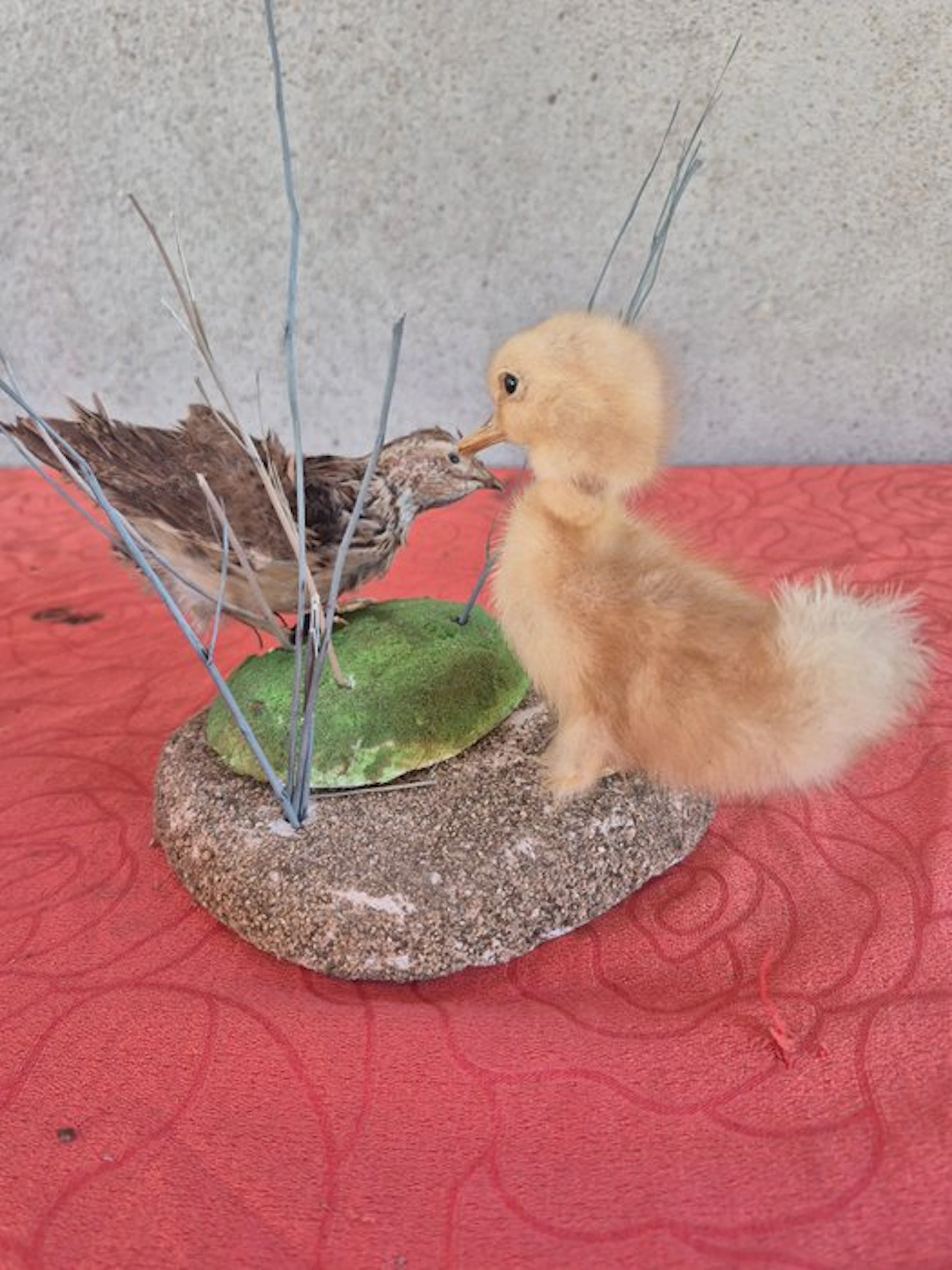 Quail of the Wheat Fields and Duckling Taxidermy wall...