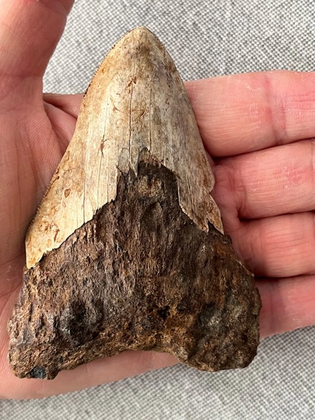 Megalodon tooth 9,8 cm - Fossil tooth - Carcharocles...