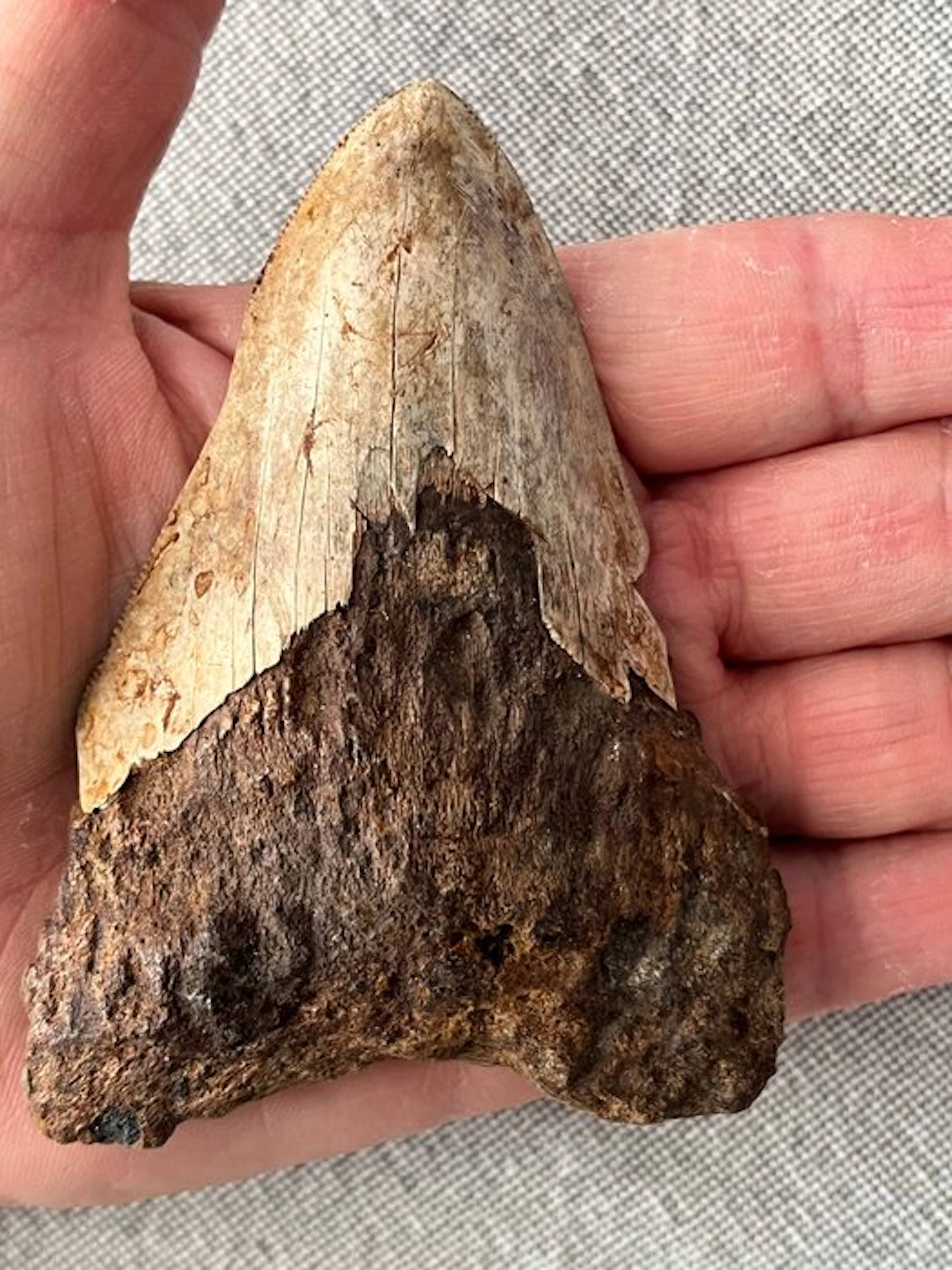 Megalodon tooth 9,8 cm - Fossil tooth - Carcharocles...