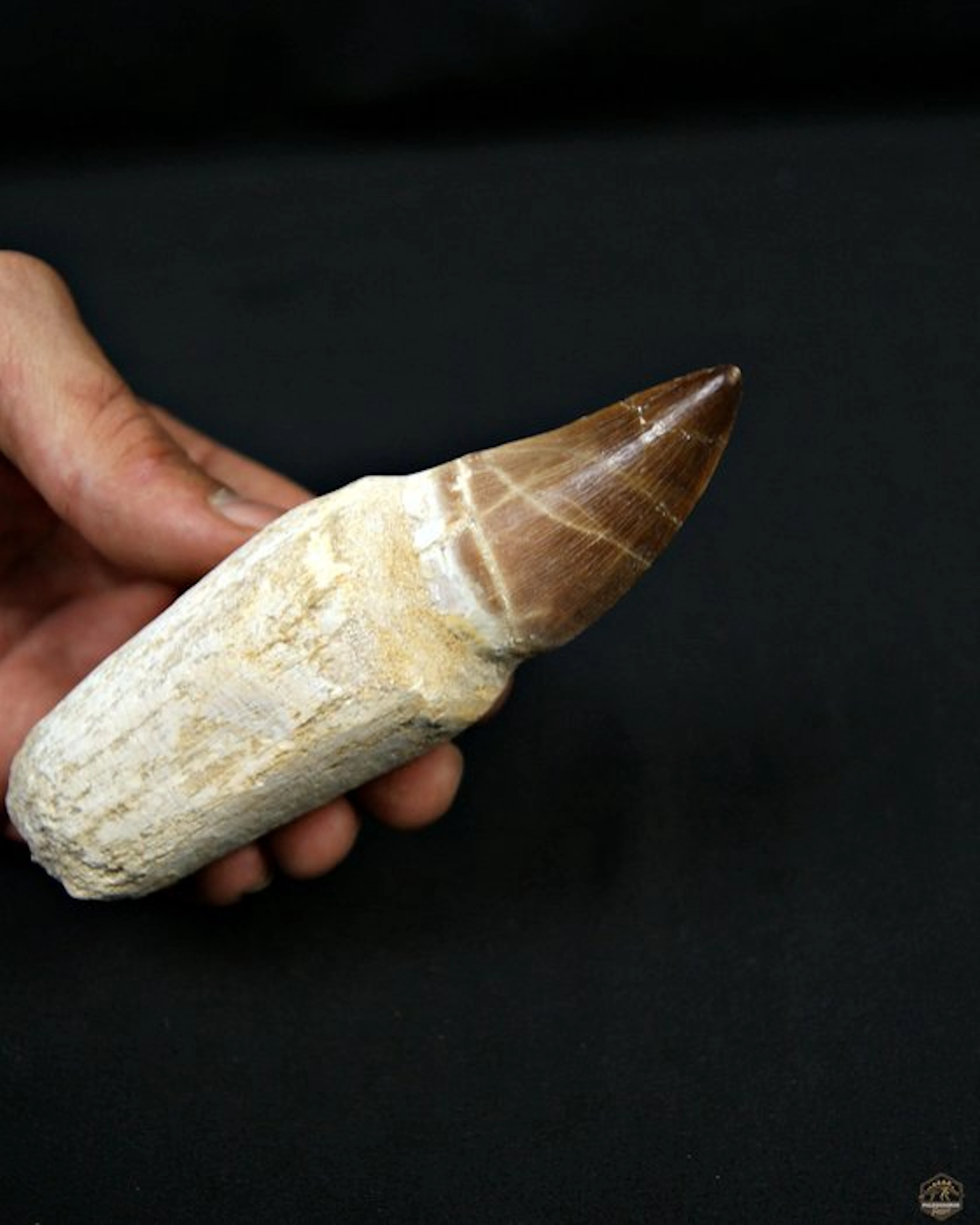 Mosasaur - Fossil tooth - Mosasaurus Thalassotitan atrox - 13.3 cm