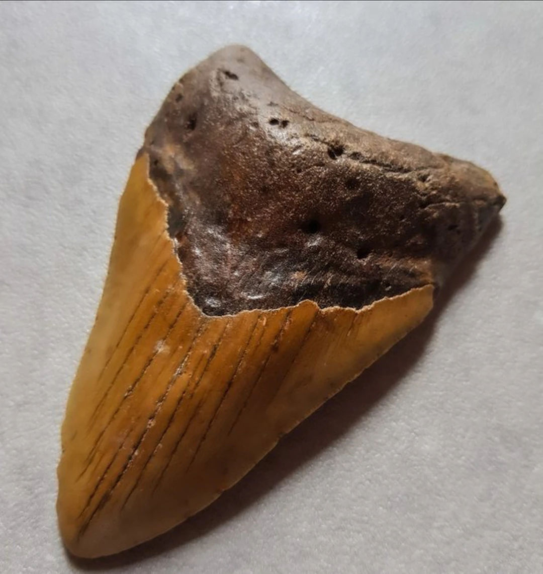 Megalodon - Fossil tooth - 12.4 cm - 8.2 cm