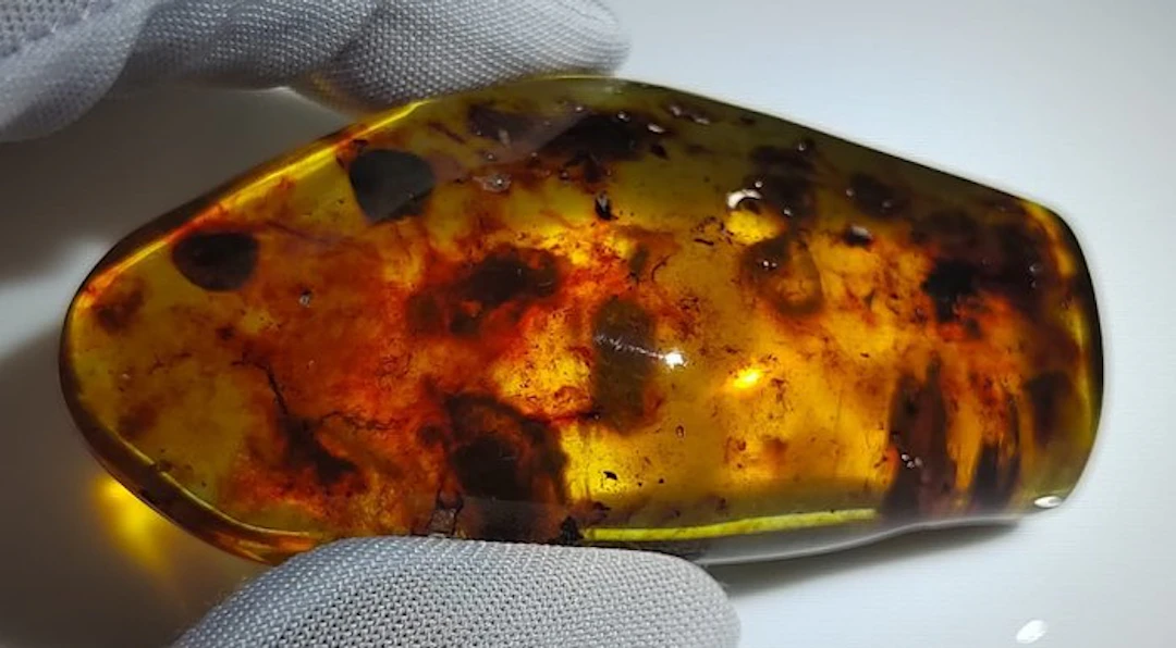 FOSSlL-AMAZING!! Dominican amber- No Reserve Price- 22.81 g