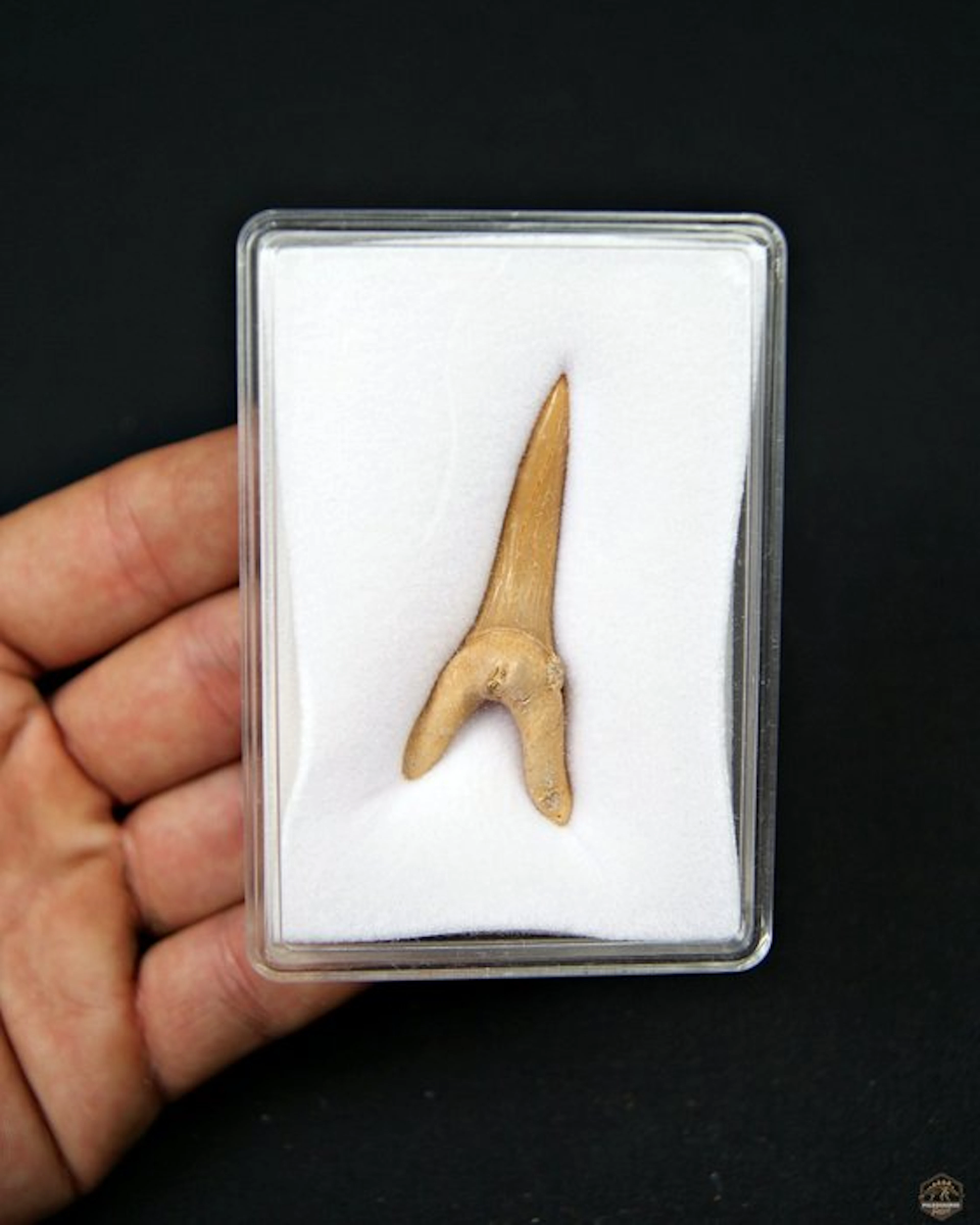 Shark - Fossil tooth - Scapanorhynchus rapax ( Tiburón...
