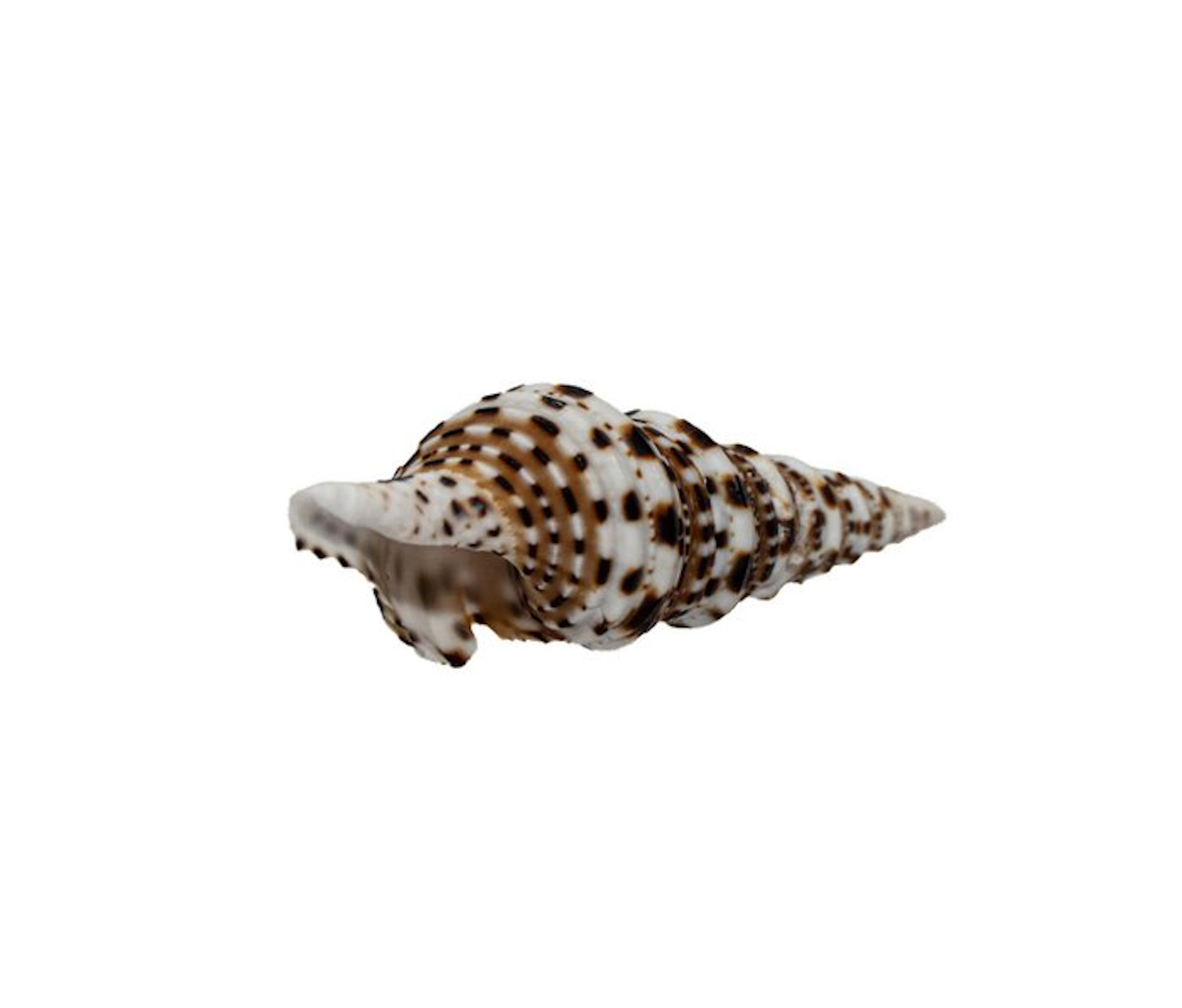 ★ GIANT SIZE ★ Oliveragemmula cosmoi (Gemmula congener...