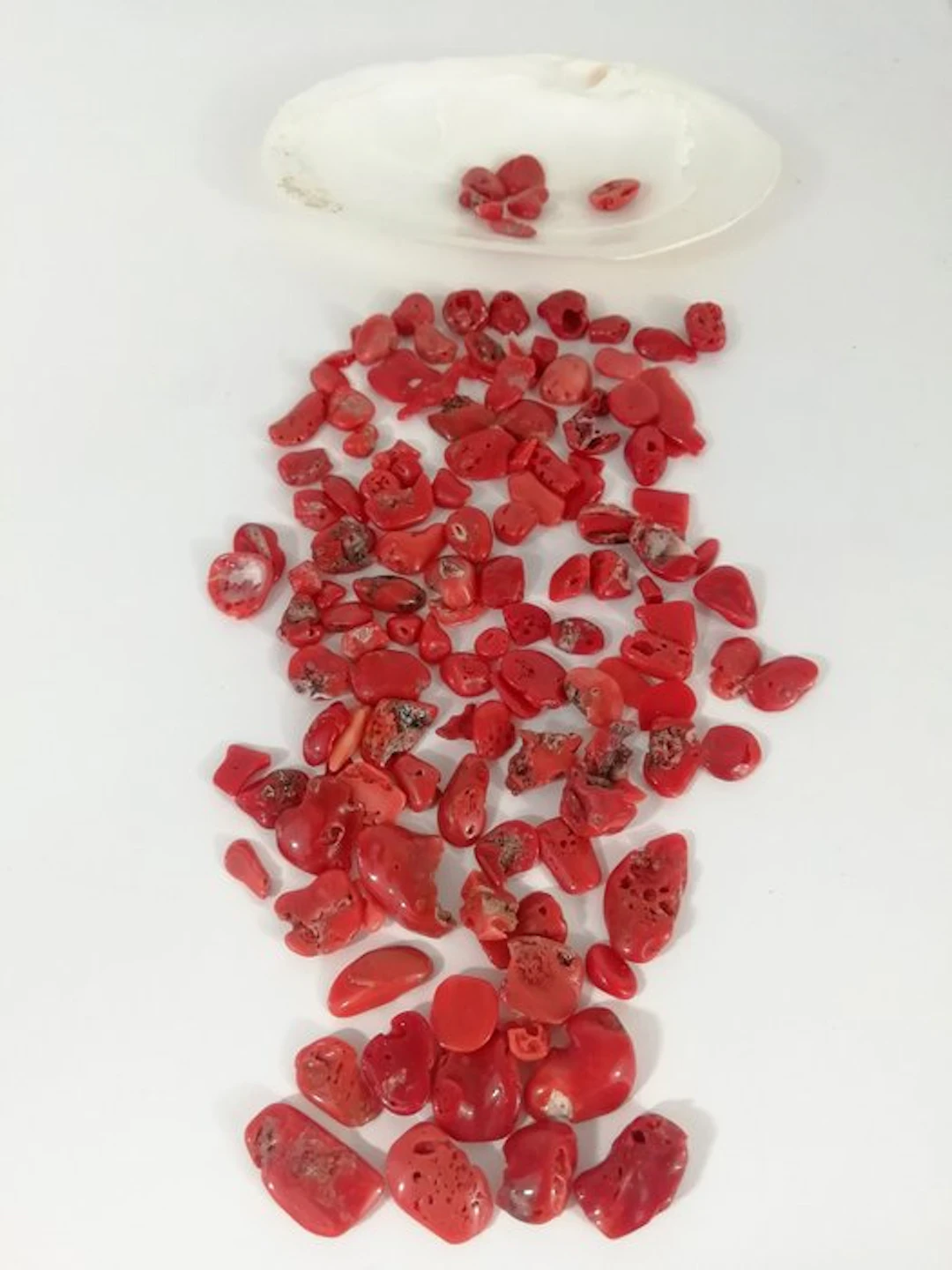 Red Coral Coral - Corallium rubrum (No reserve price)