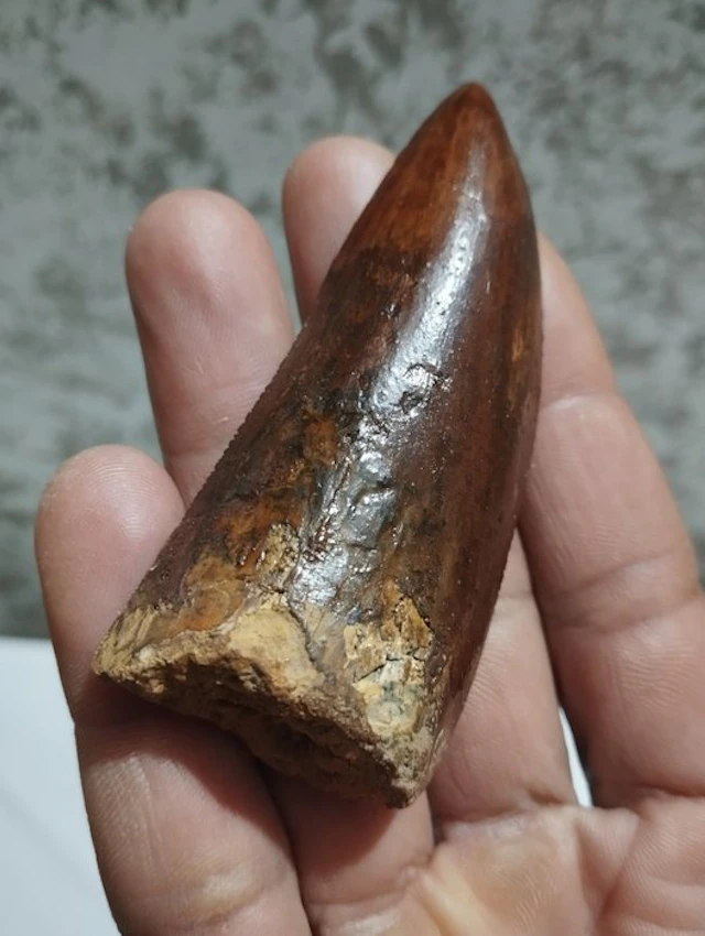 Carcharodontosaur - Fossilised animal - 9.3 cm - 3.7 cm