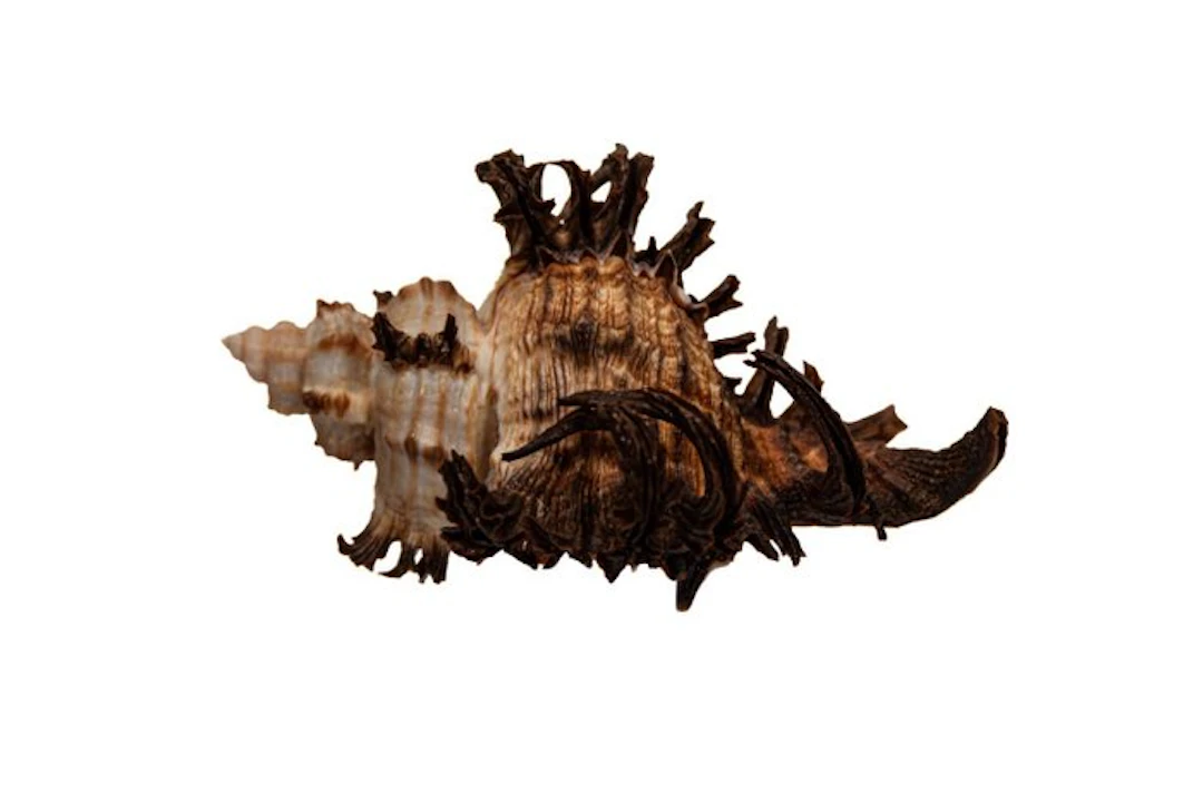 Chicoreus brevifrons – 85 mm – GEM quality with operculum...