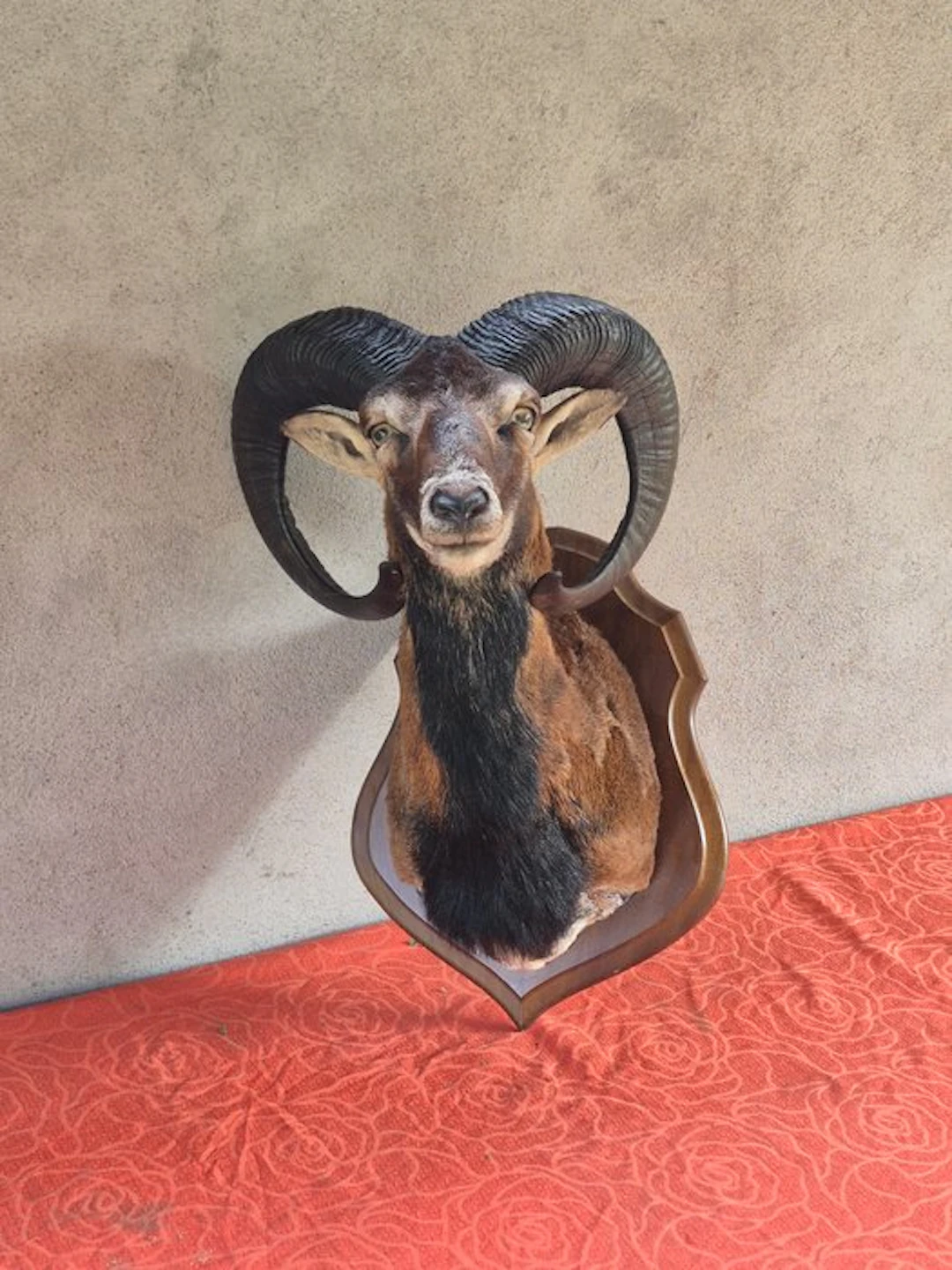 Corsican mouflon Taxidermy full body mount - Ovis aries...