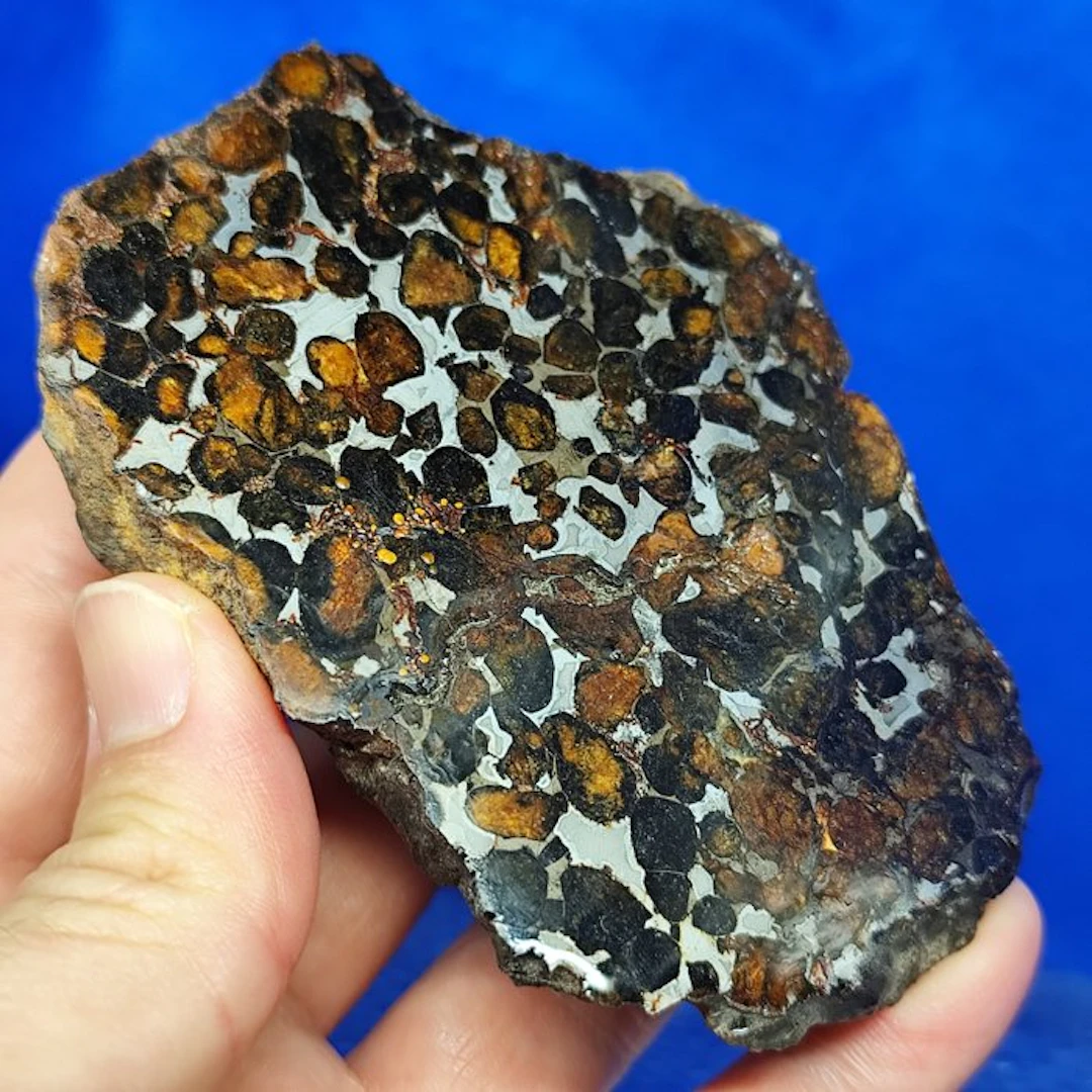 XL endcut- PALLASITE Meteorite