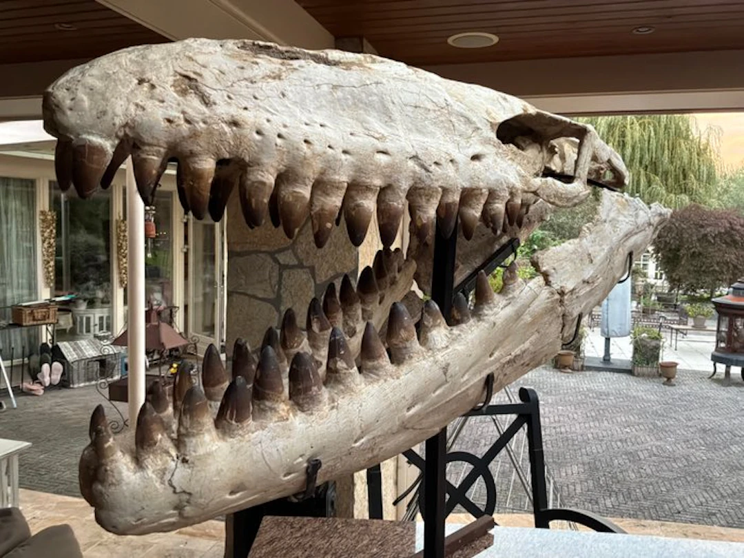 Marine reptile - Fossil skull - Mosasaurus prognathodon currii - 91 cm - 126 cm