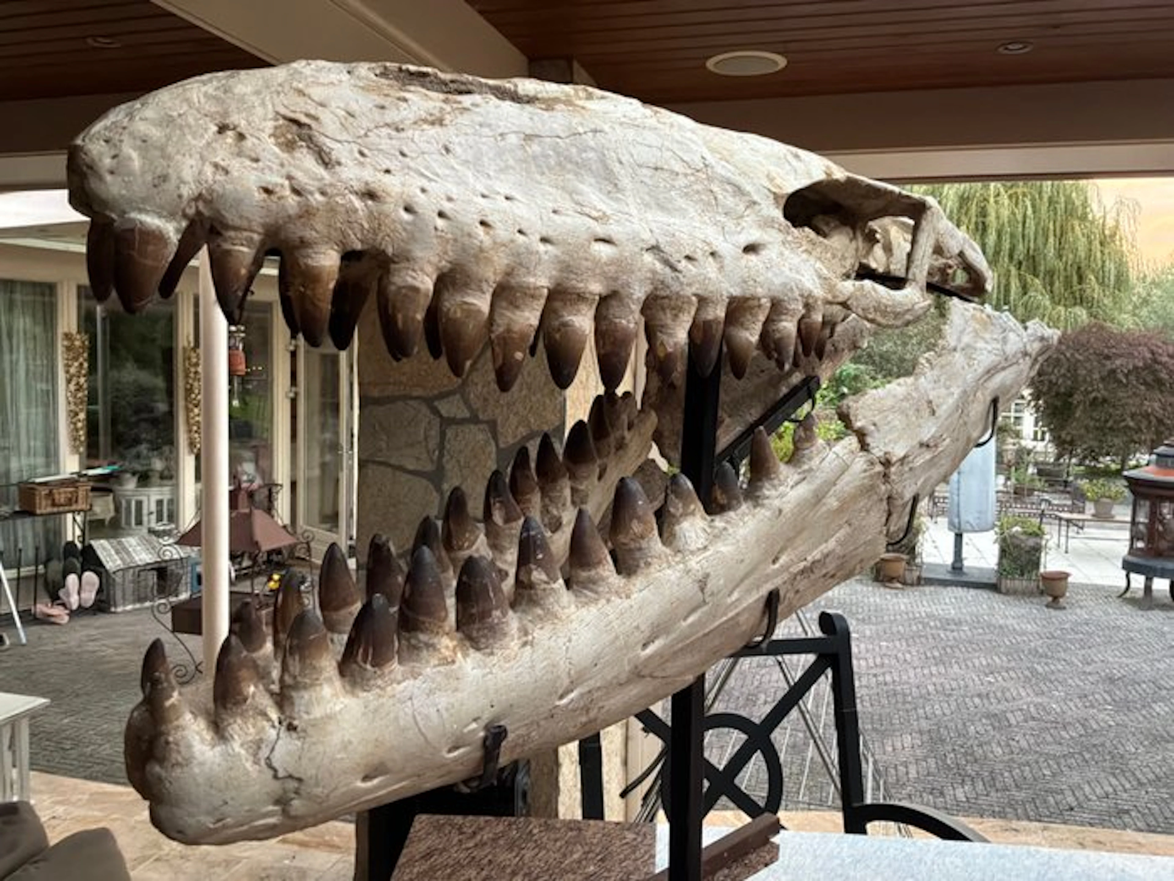 Marine reptile - Fossil skull - Mosasaurus prognathodon currii - 91 cm - 126 cm