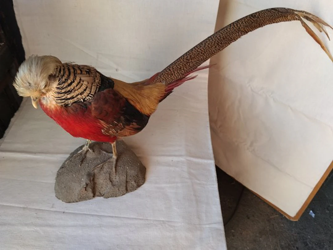 Animal themed collection - Golden pheasant (Chrysolophus pictus) male, 83 cm
