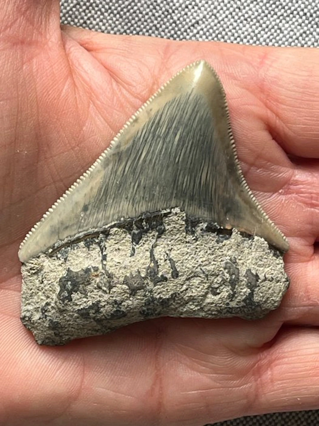 Megalodon tooth 7,0 cm - Fossil tooth - Carcharocles...