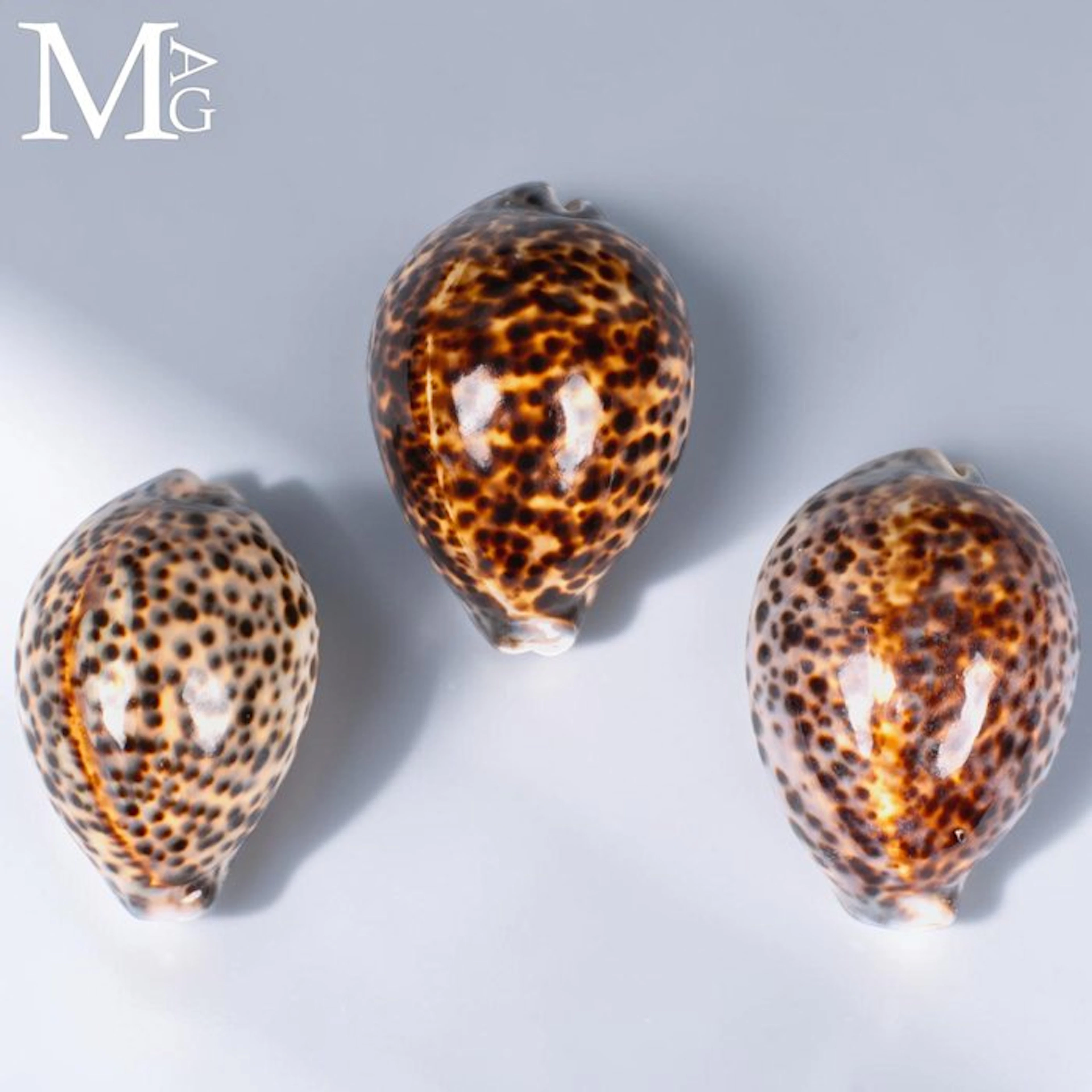 No Reserve Price !!! - Collection of Five Cypraea tigris...