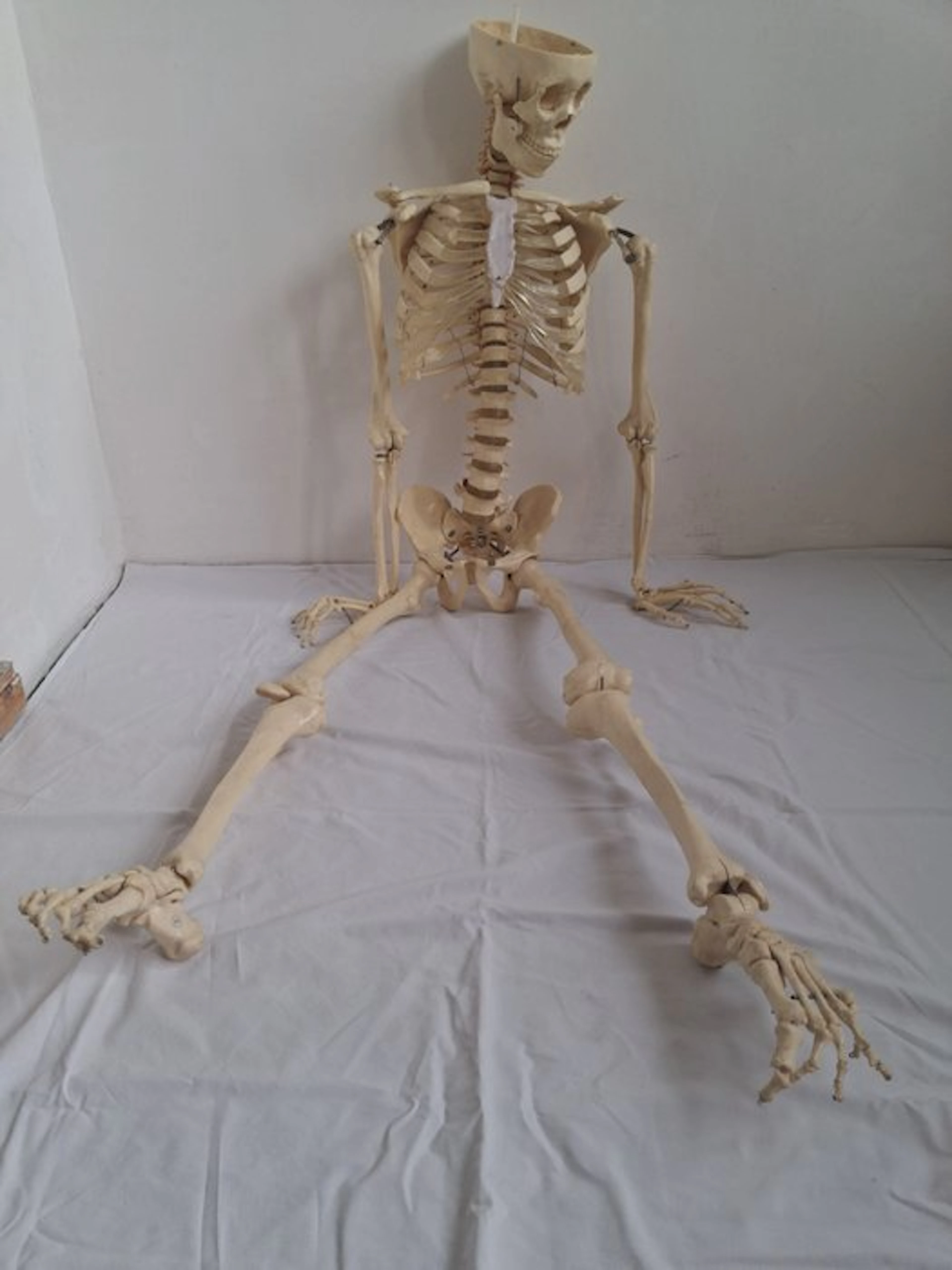 person Skeleton - Homo sapiens - 170 cm - 45 cm - 28 cm
