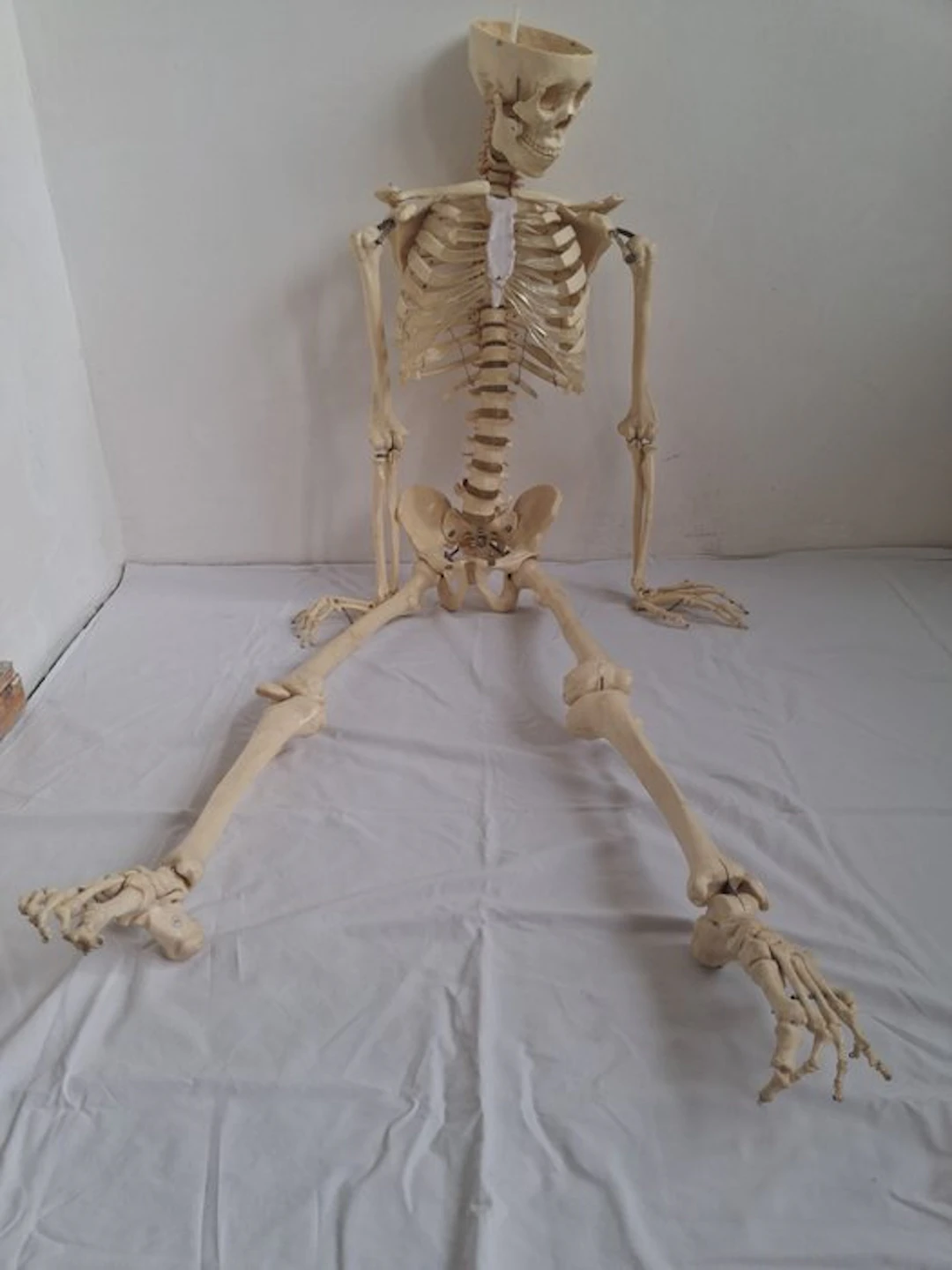 person Skeleton - Homo sapiens - 170 cm - 45 cm - 28 cm