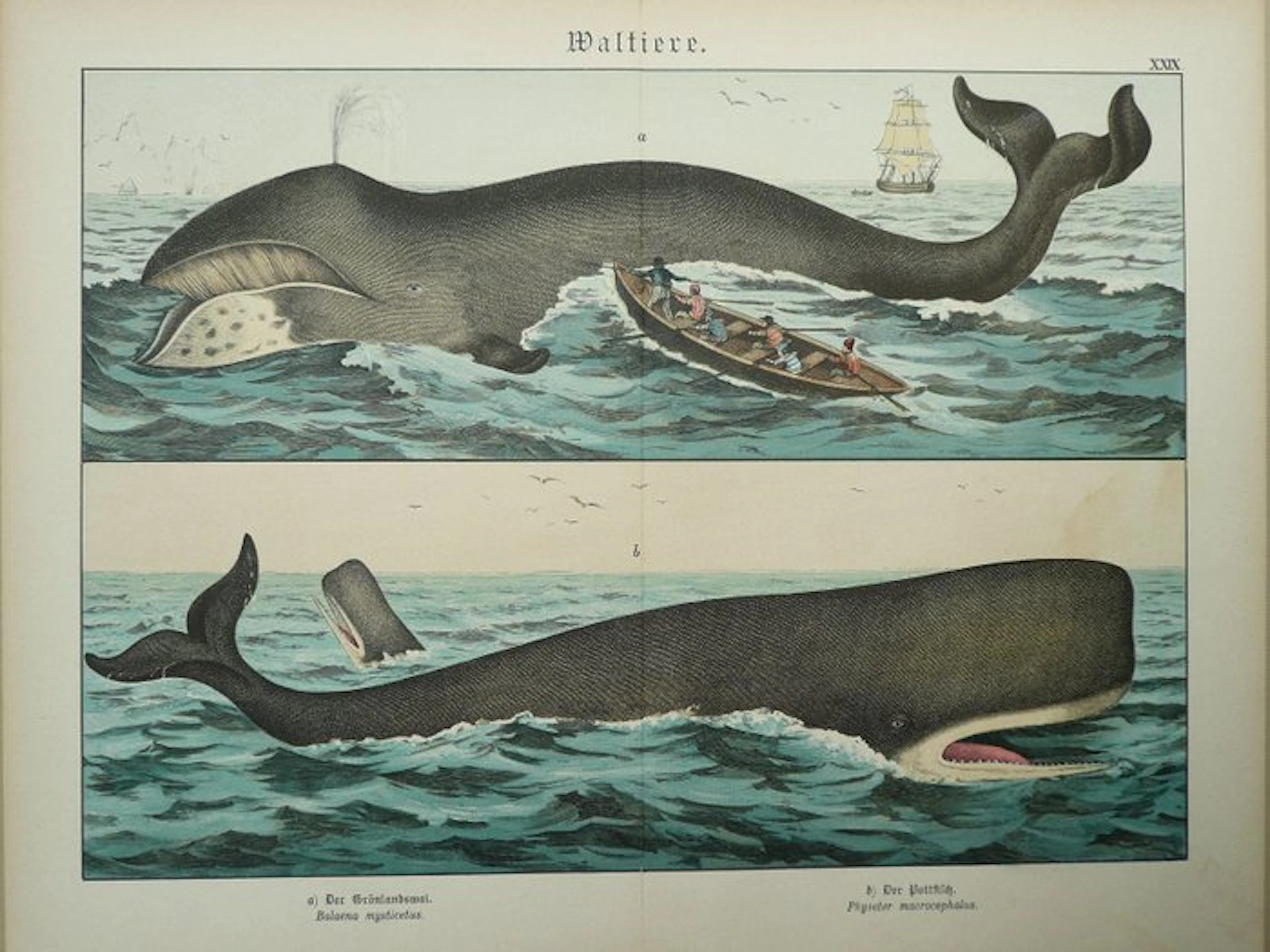 Greenland - Whaling; Gotthilf Heinrich von Schuberts...