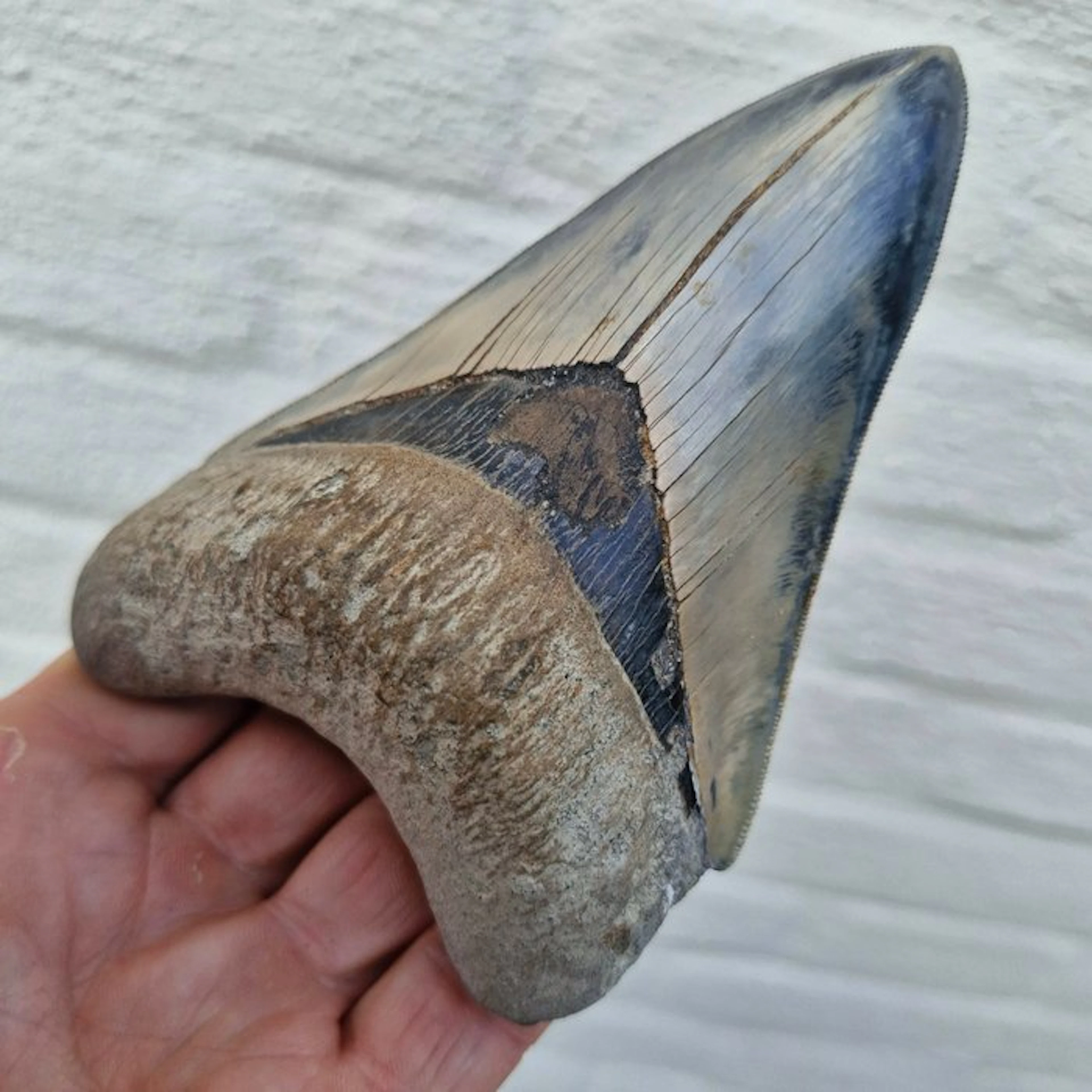 Big Natural Megalodon Shark - Fossil tooth - megaselachus...
