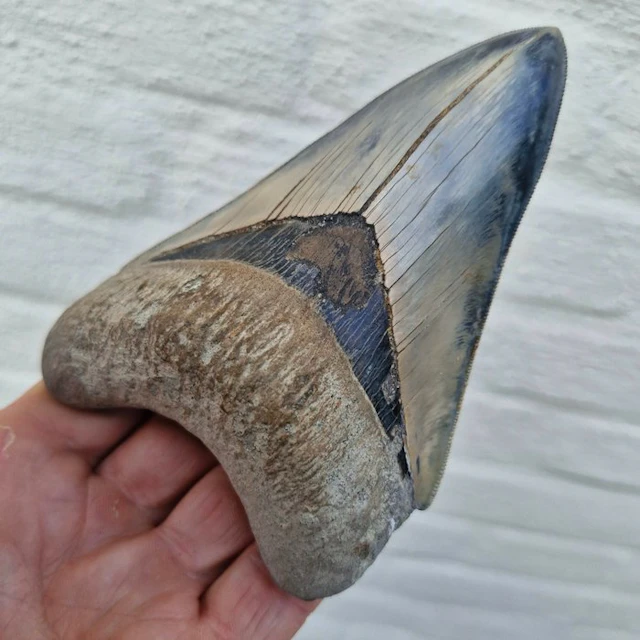 Big Natural Megalodon Shark - Fossil tooth - megaselachus...