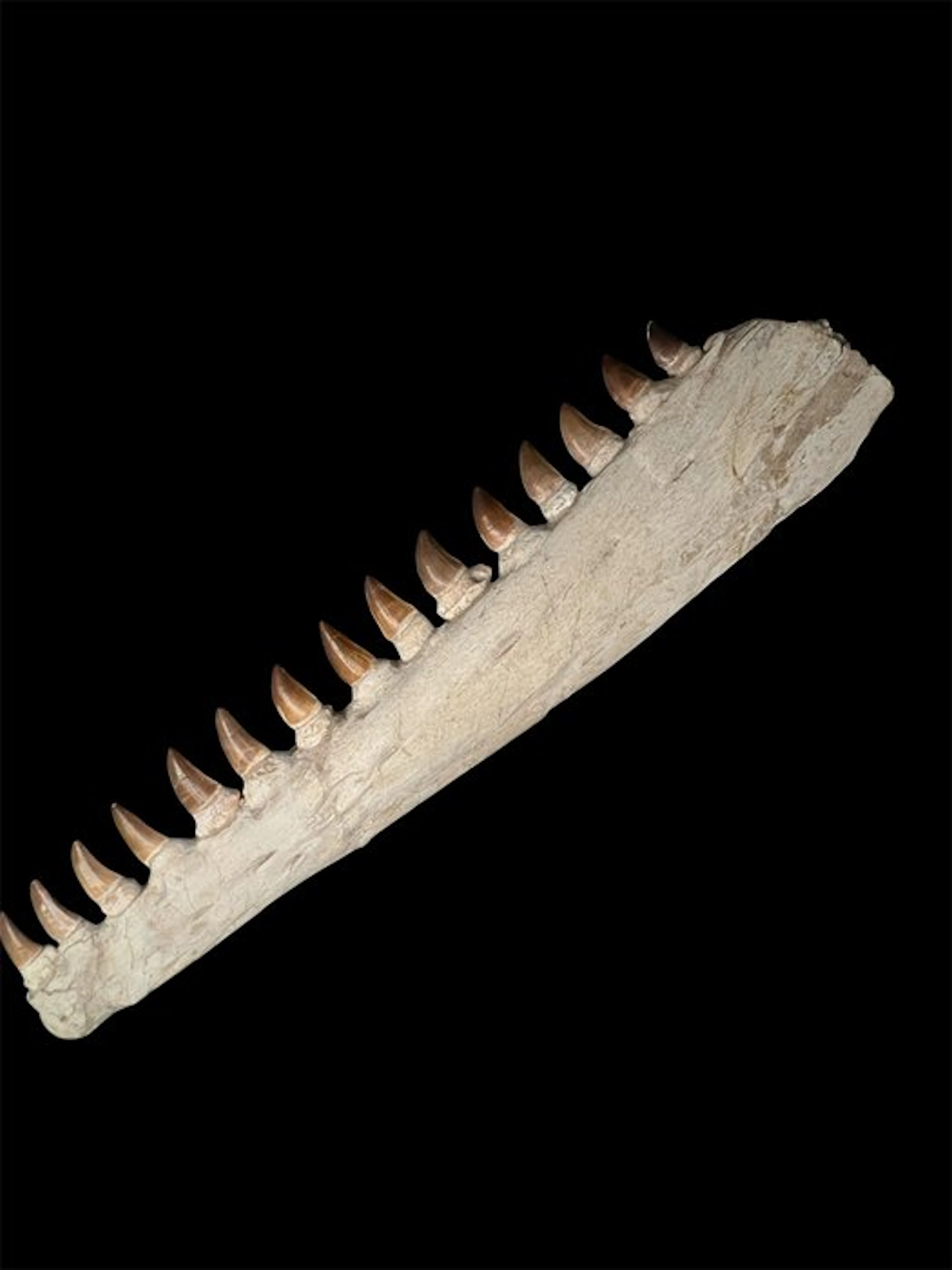 Mosasaur - Fossil mandible bone - beaugei