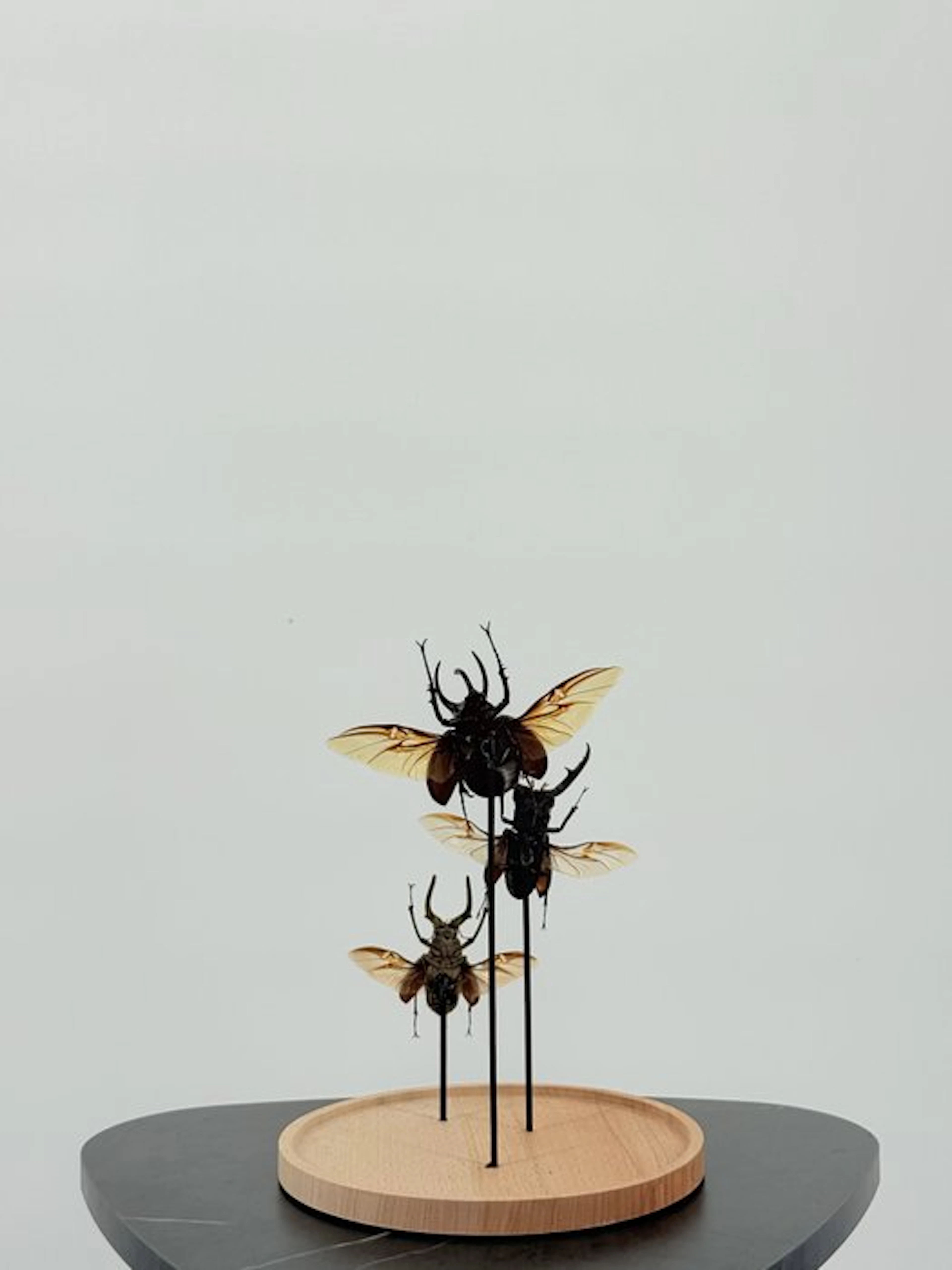 Stag beetles on a stand Taxidermy full body mount...