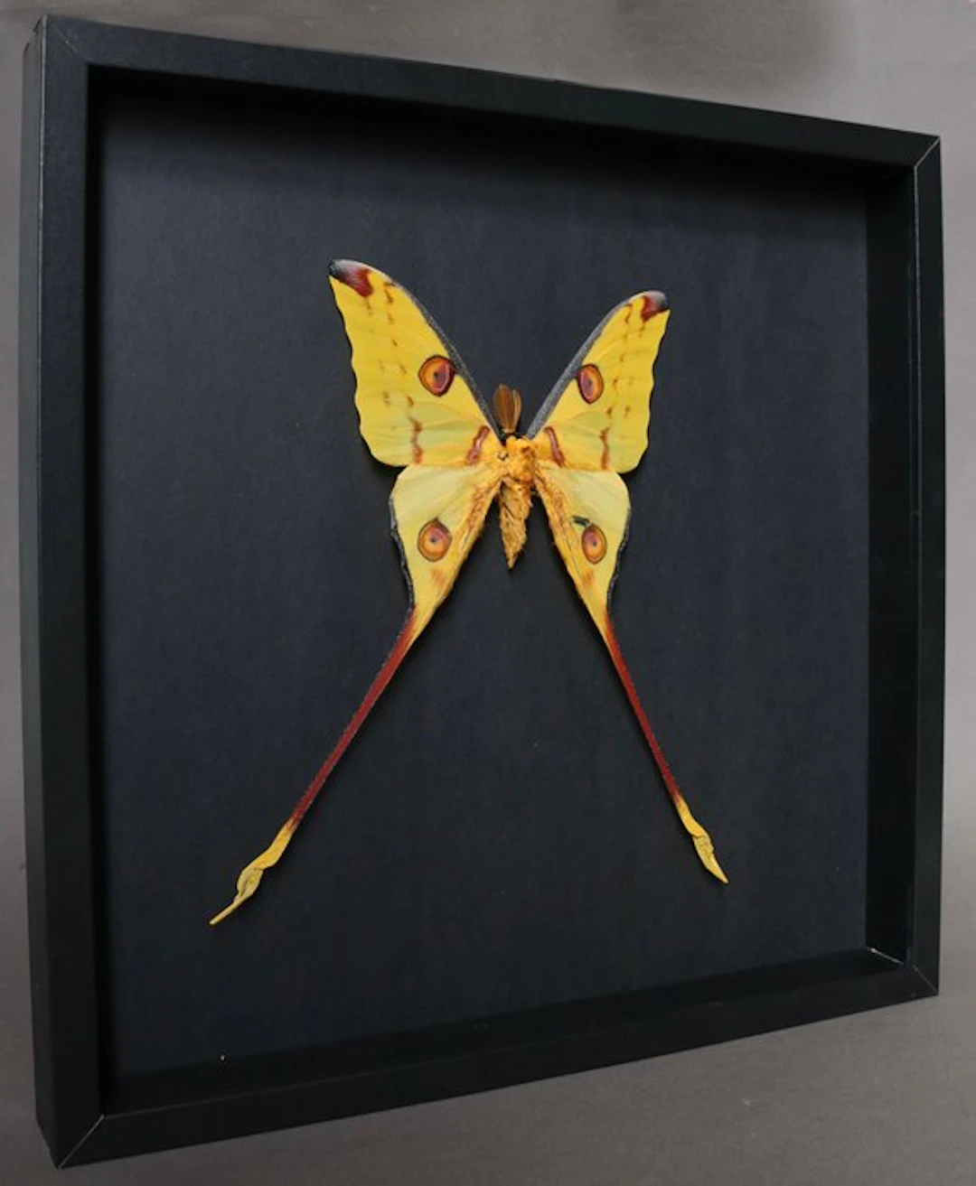 Moth Taxidermy full body mount - Argema mittrei - 37 cm...