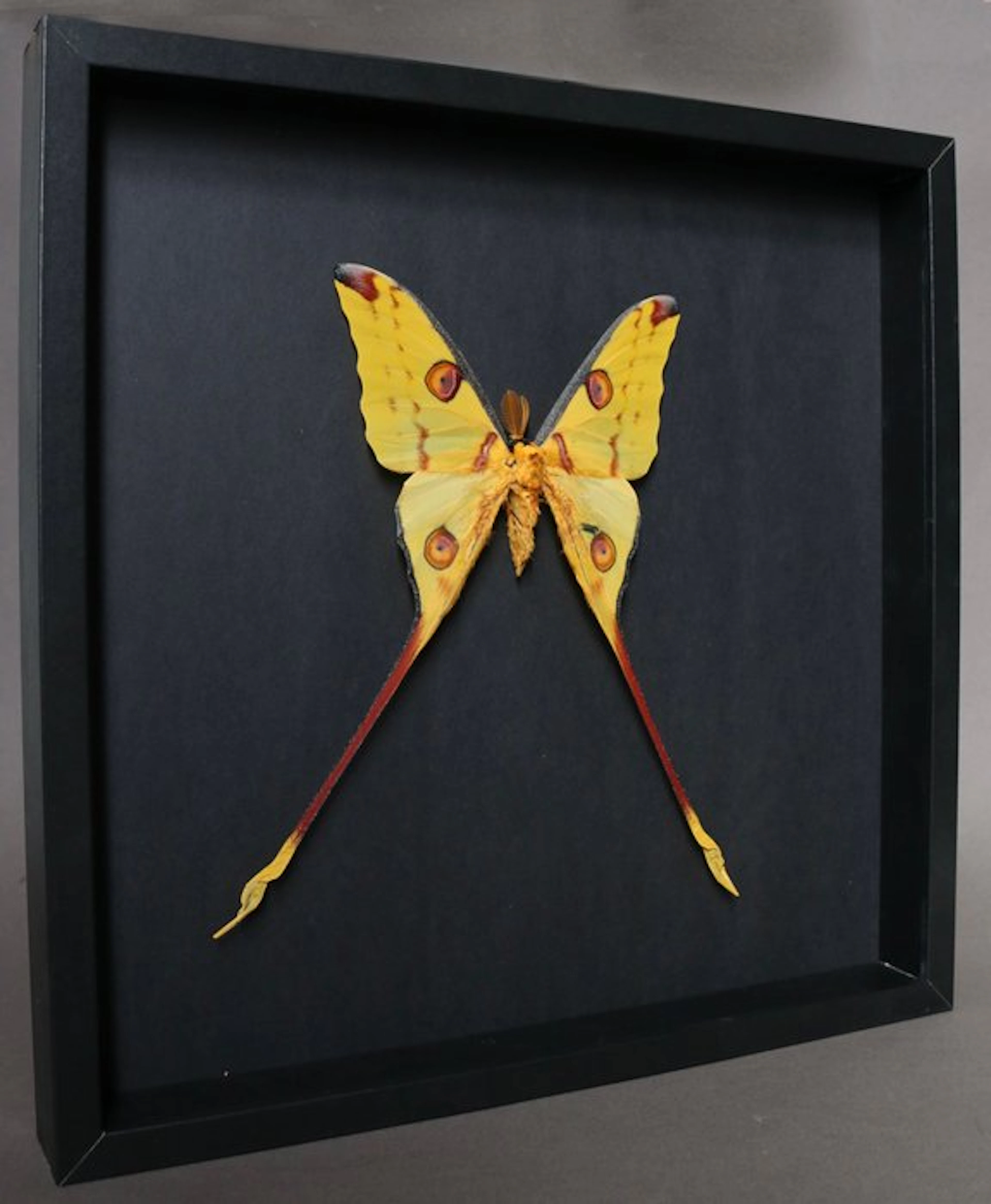 Moth Taxidermy full body mount - Argema mittrei - 37 cm...