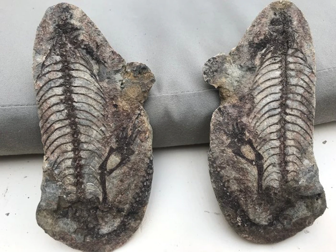 Reptile - Fossil skeleton - Barasaurus - 17 cm - 8 cm